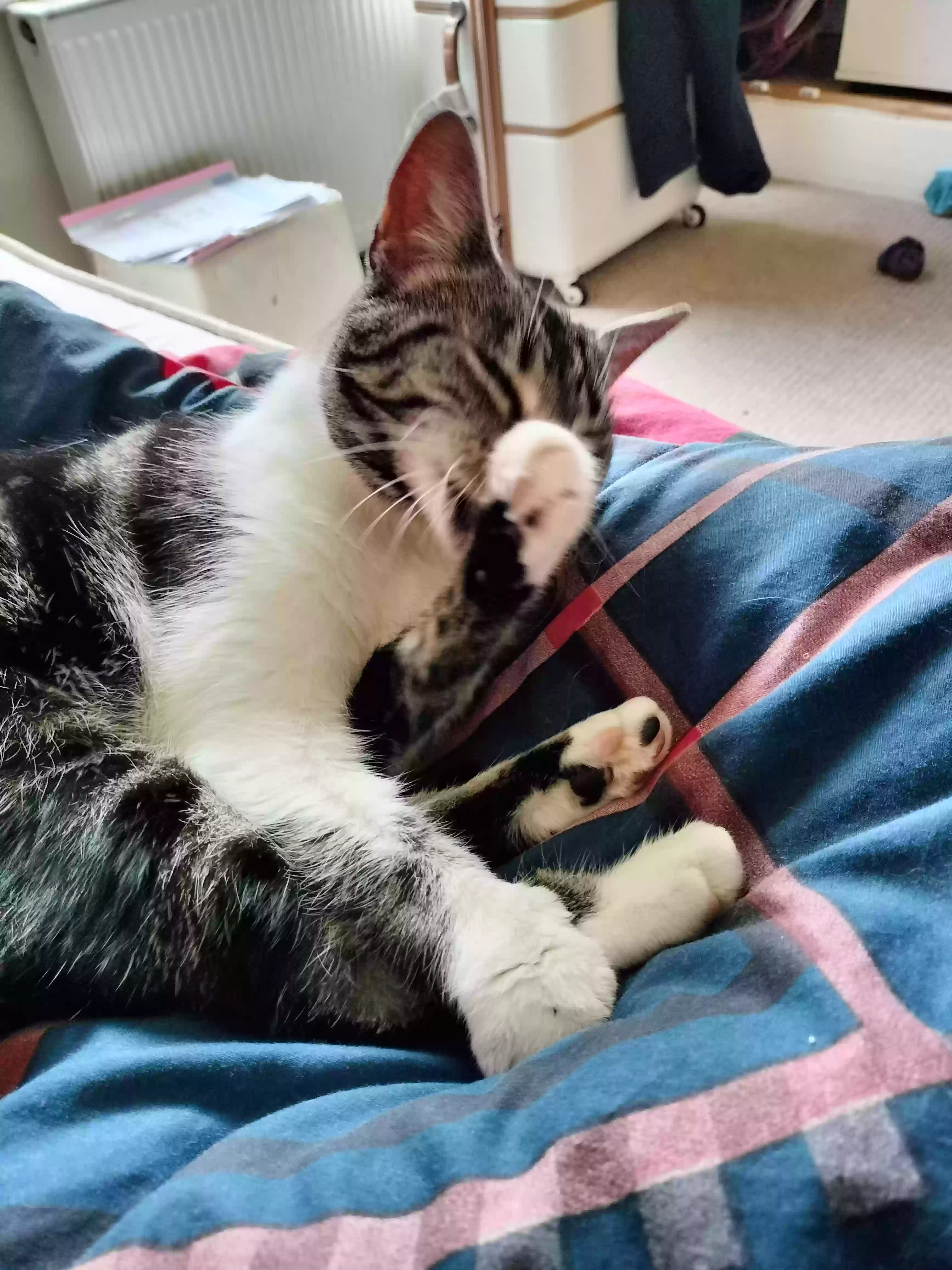 adoptable Cat in London,England named Leafy