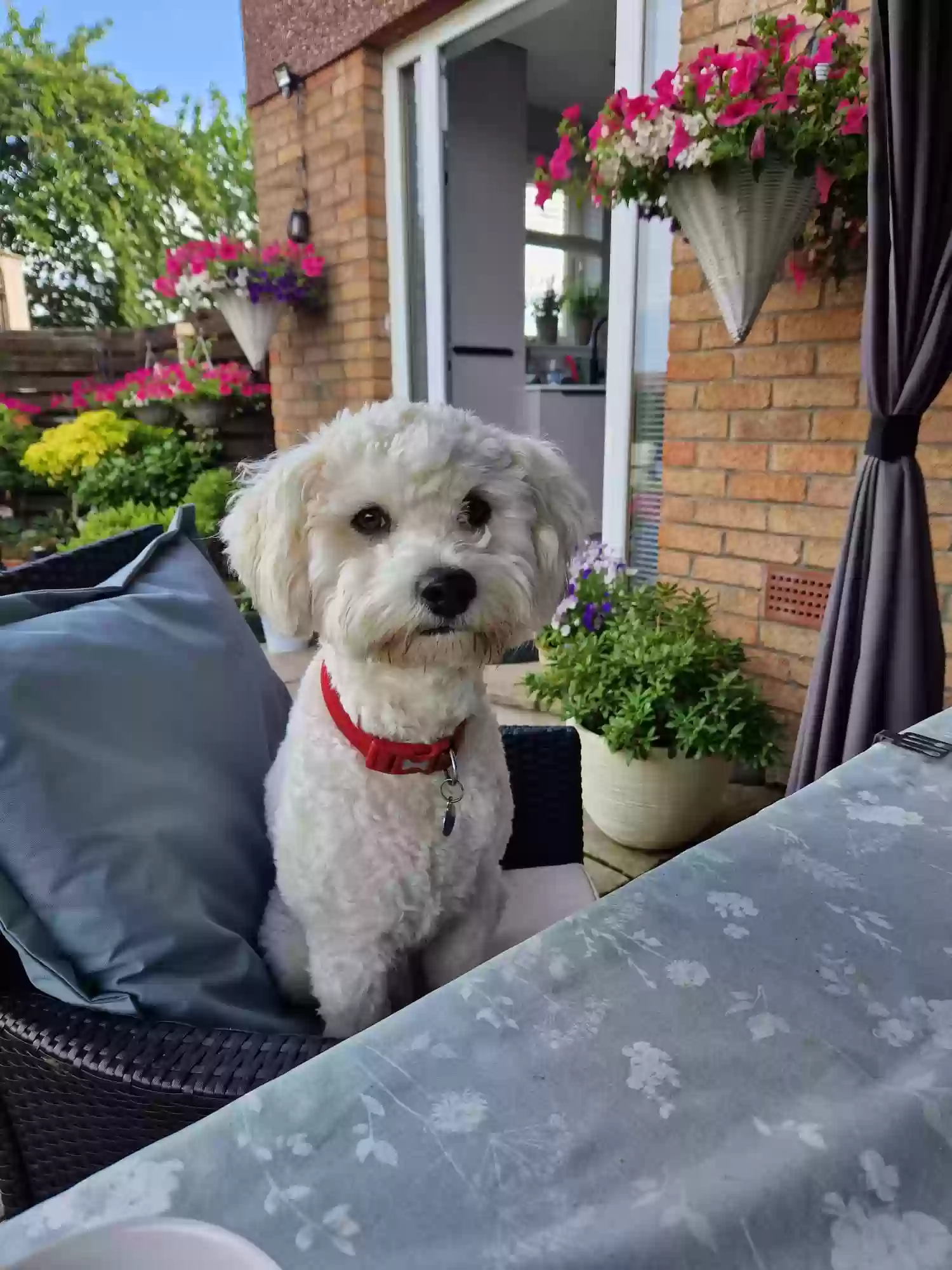 adoptable Dog in Glasgow,Scotland named Jack