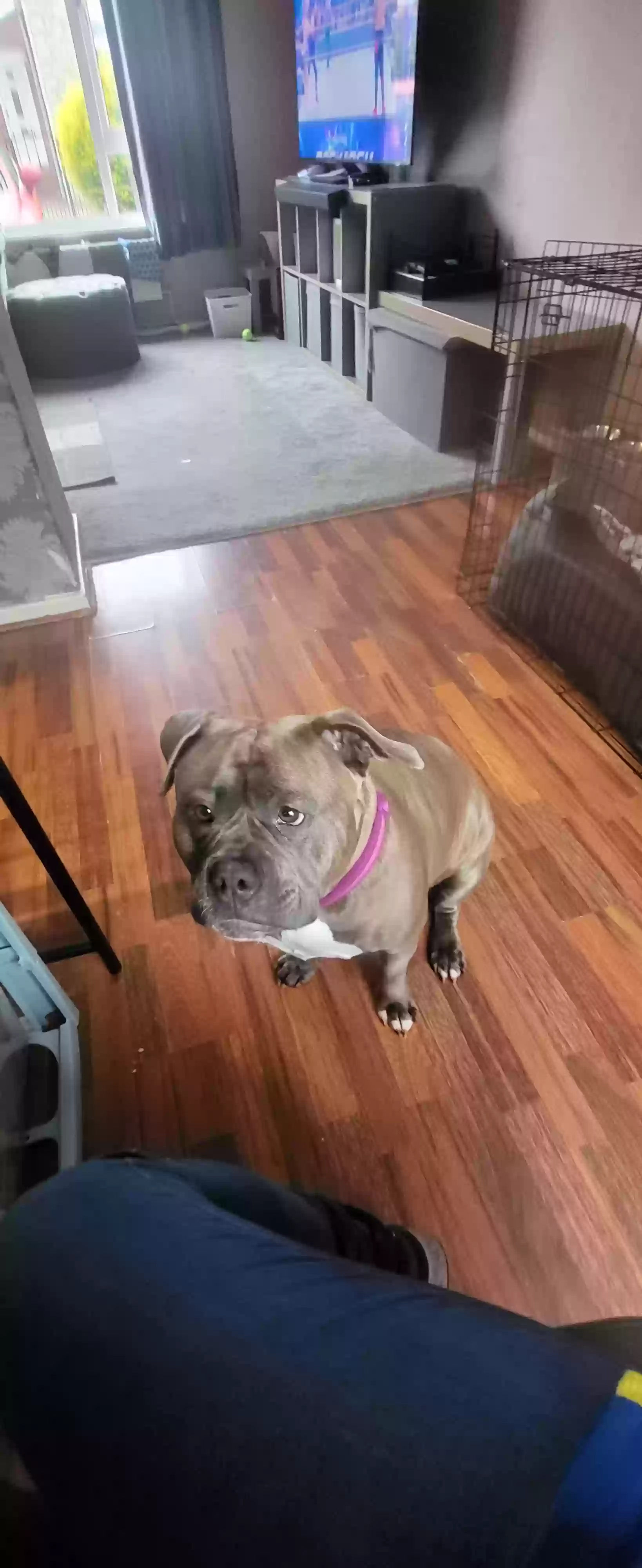 adoptable Dog in Sheffield,England named Nala