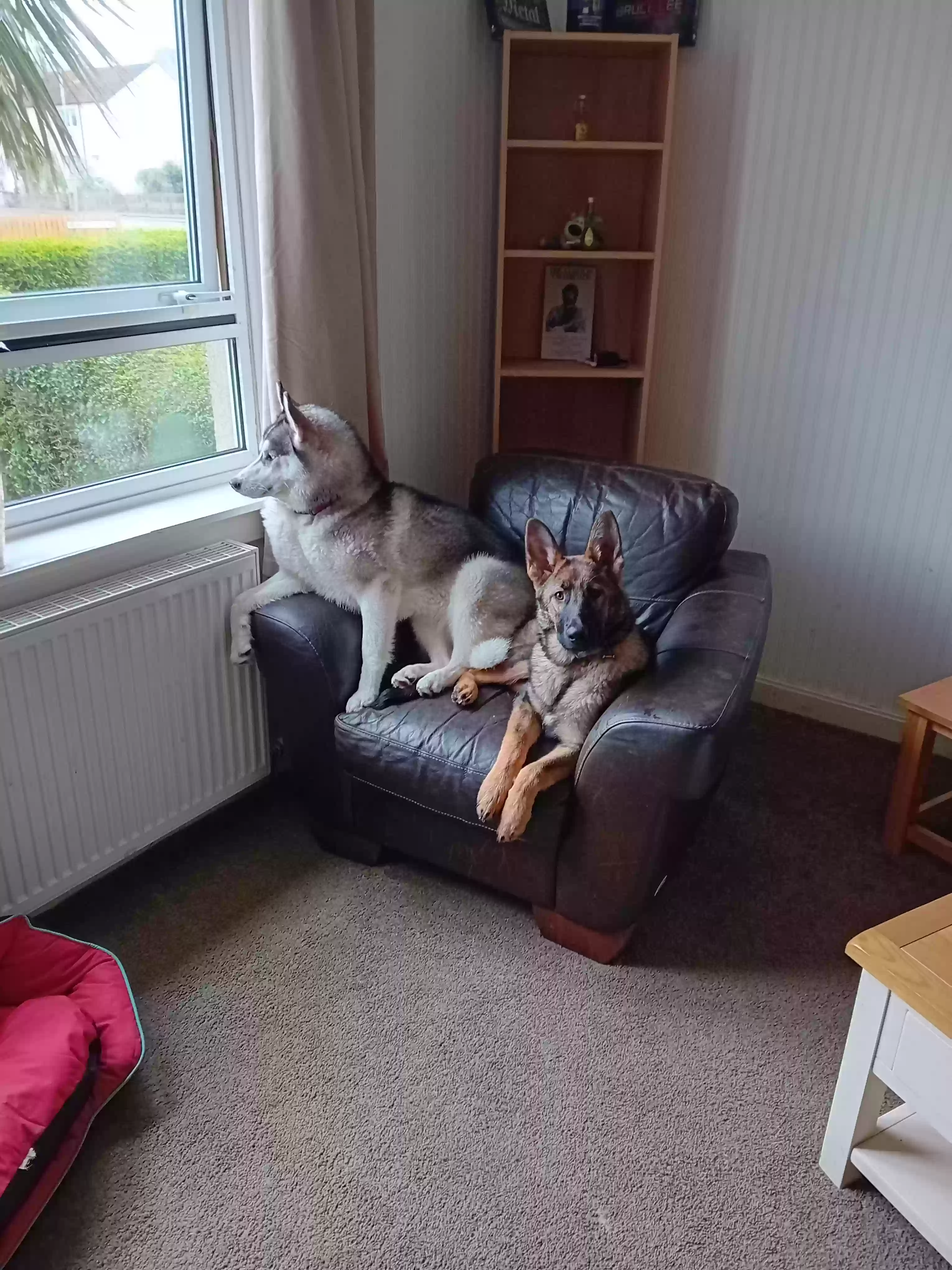 adoptable Dog in Glasgow,Scotland named Mischa
