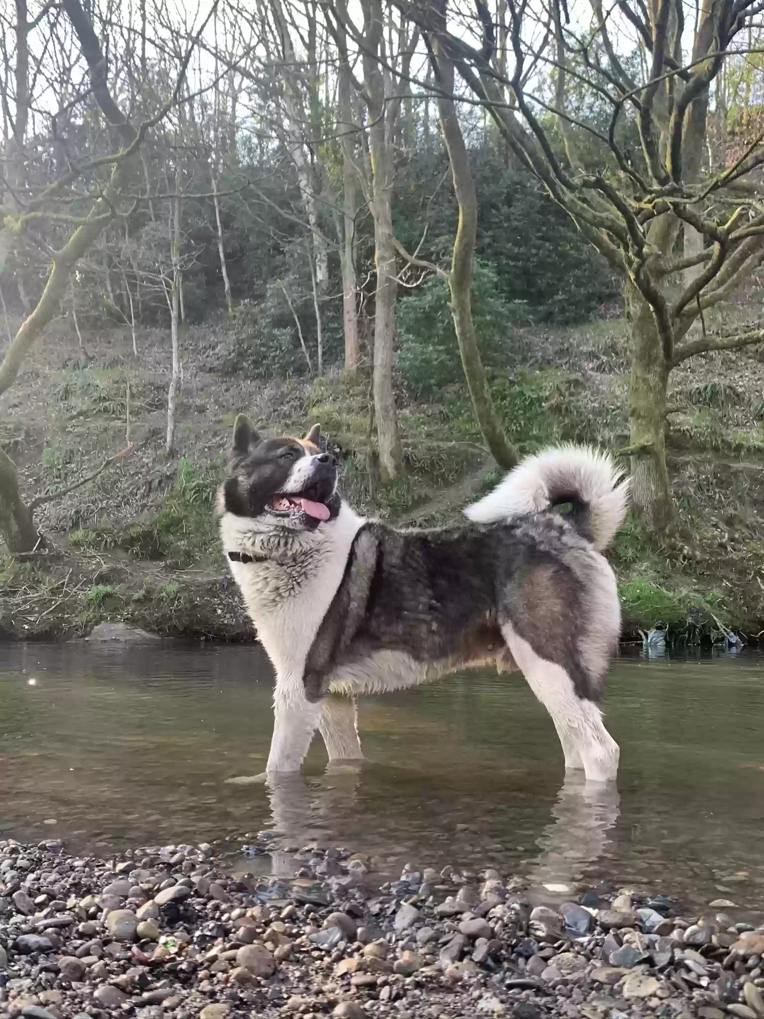 adoptable Dog in Manchester,England named Bruce