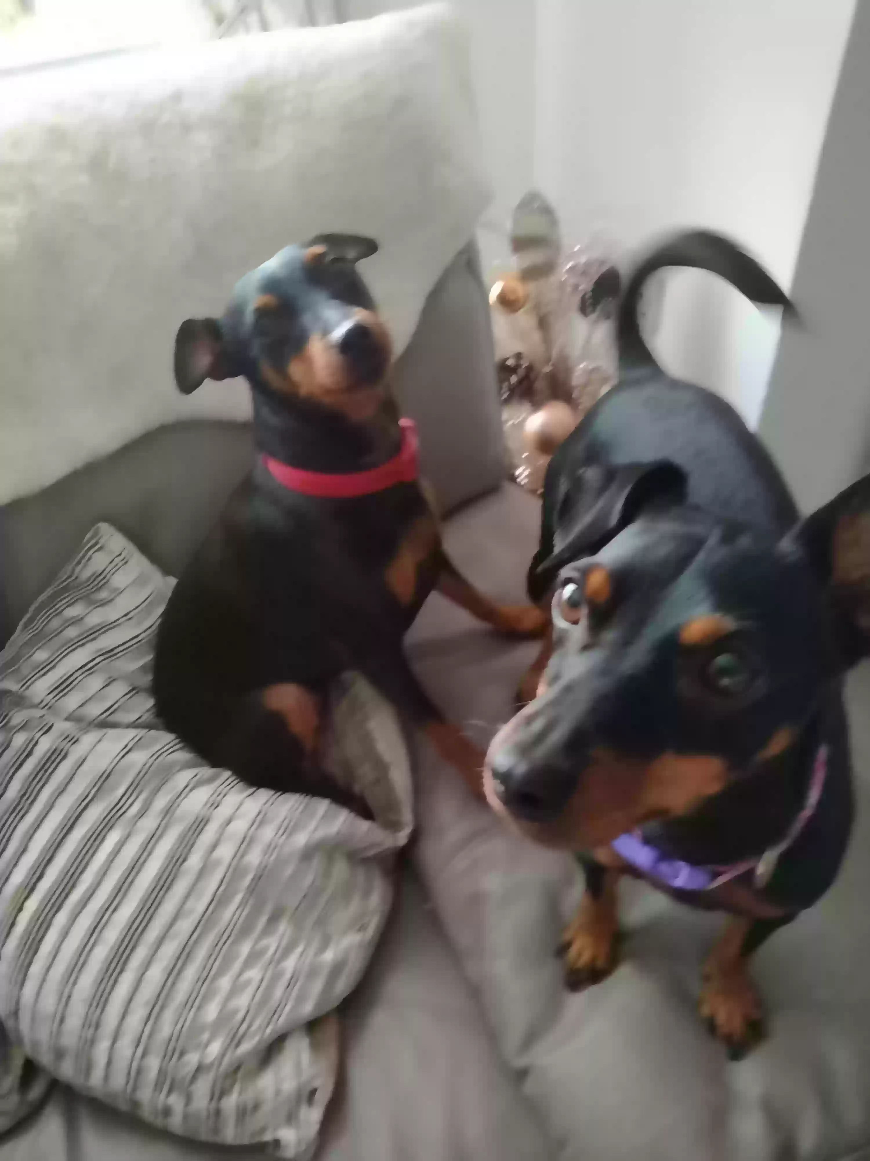 adoptable Dog in Glasgow,Scotland named Bella and beau