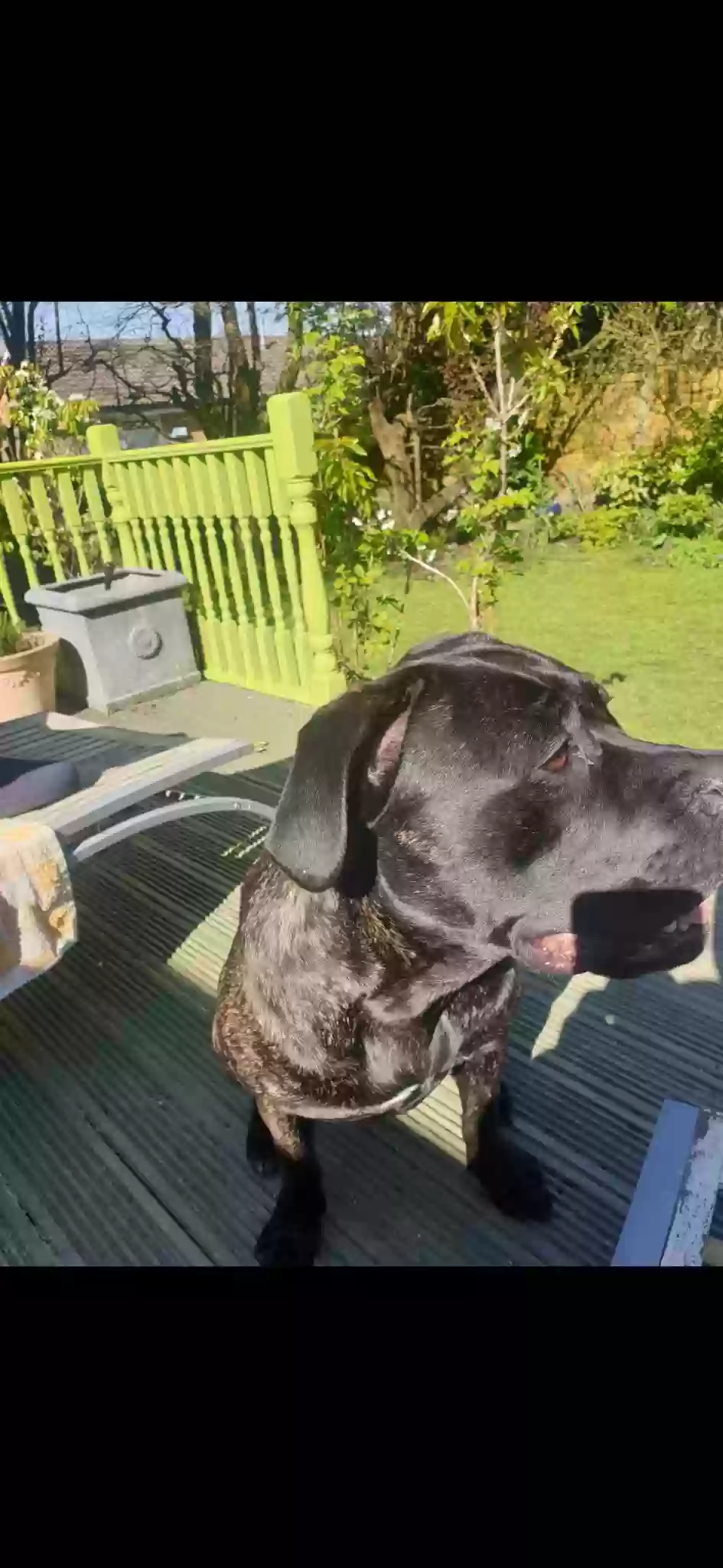 adoptable Dog in Preston,England named Coco
