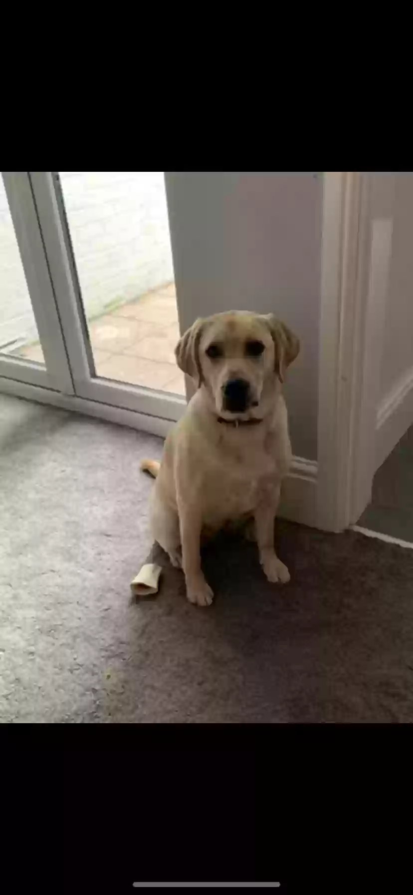 adoptable Dog in Manchester,England named Millie