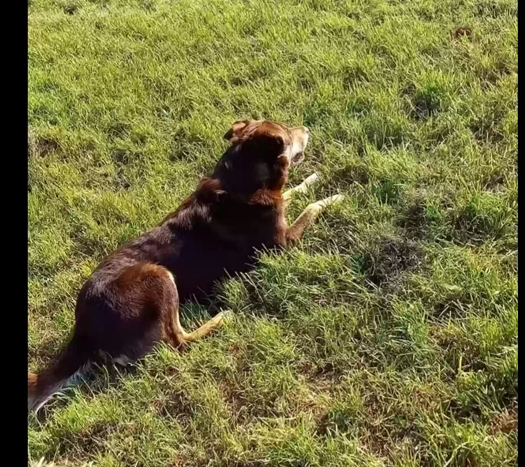 adoptable Dog in Glasgow,Scotland named Chase