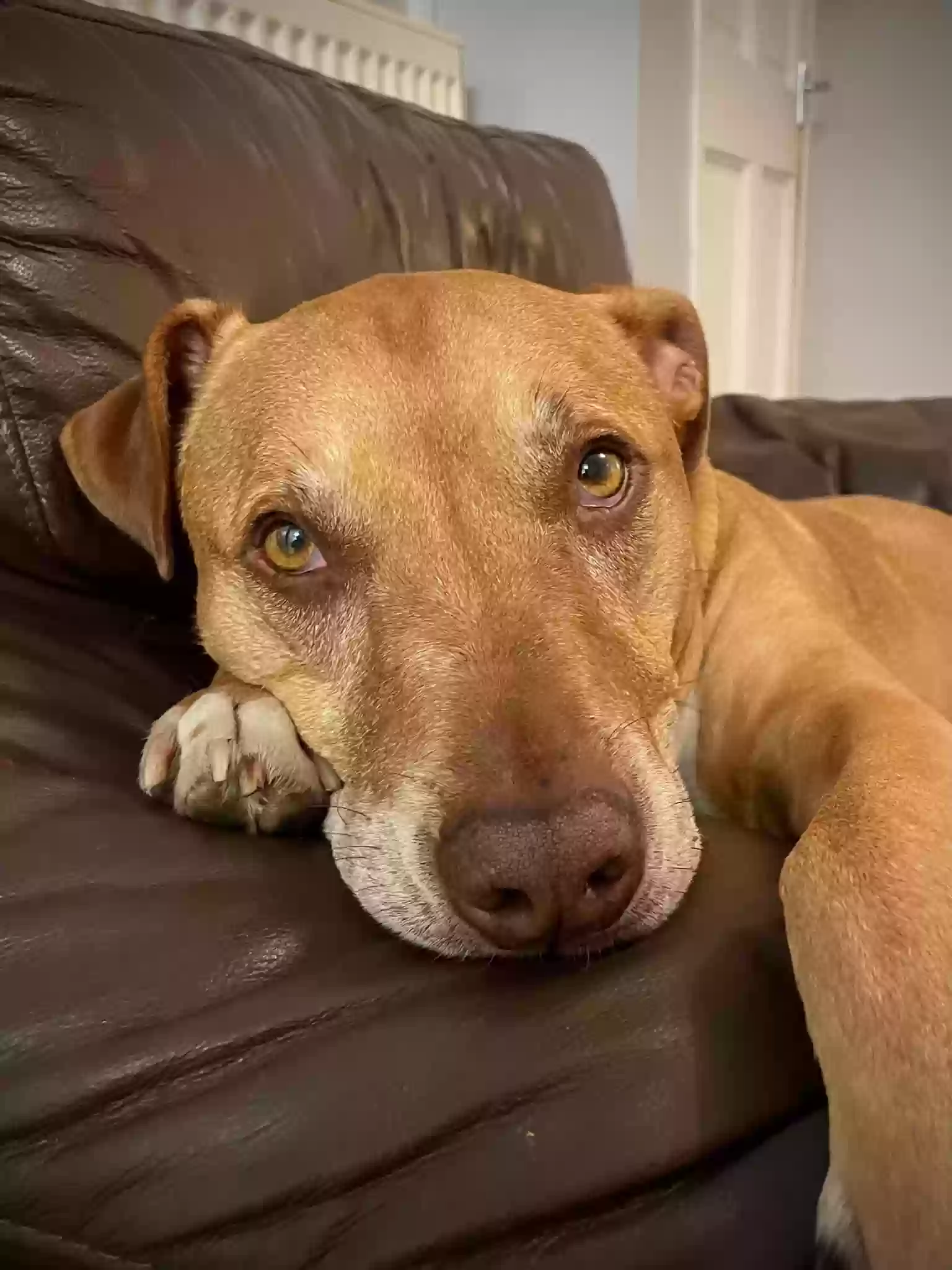 adoptable Dog in Chelmsford,England named Diesel