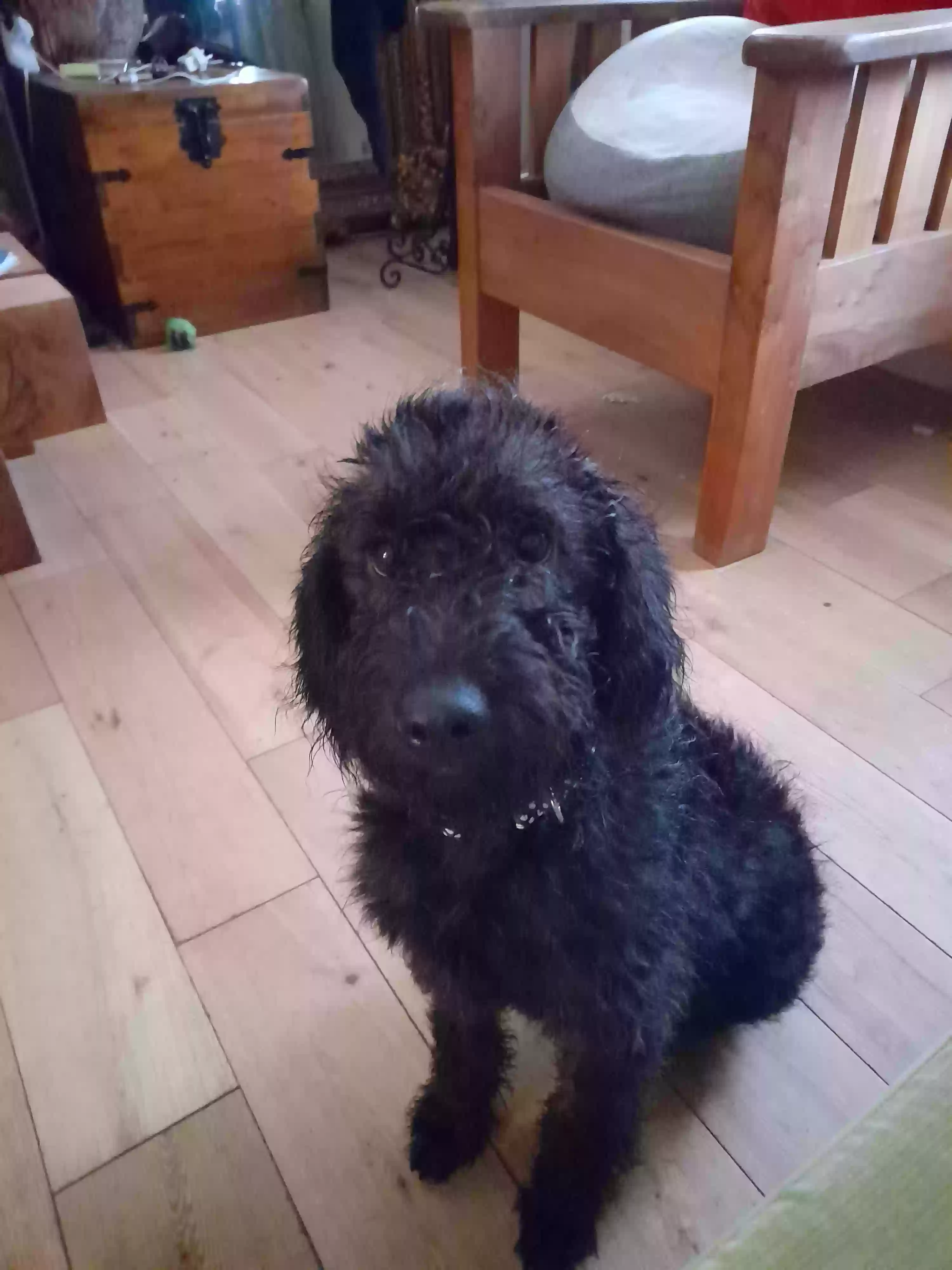 adoptable Dog in Glasgow,Scotland named Charlie
