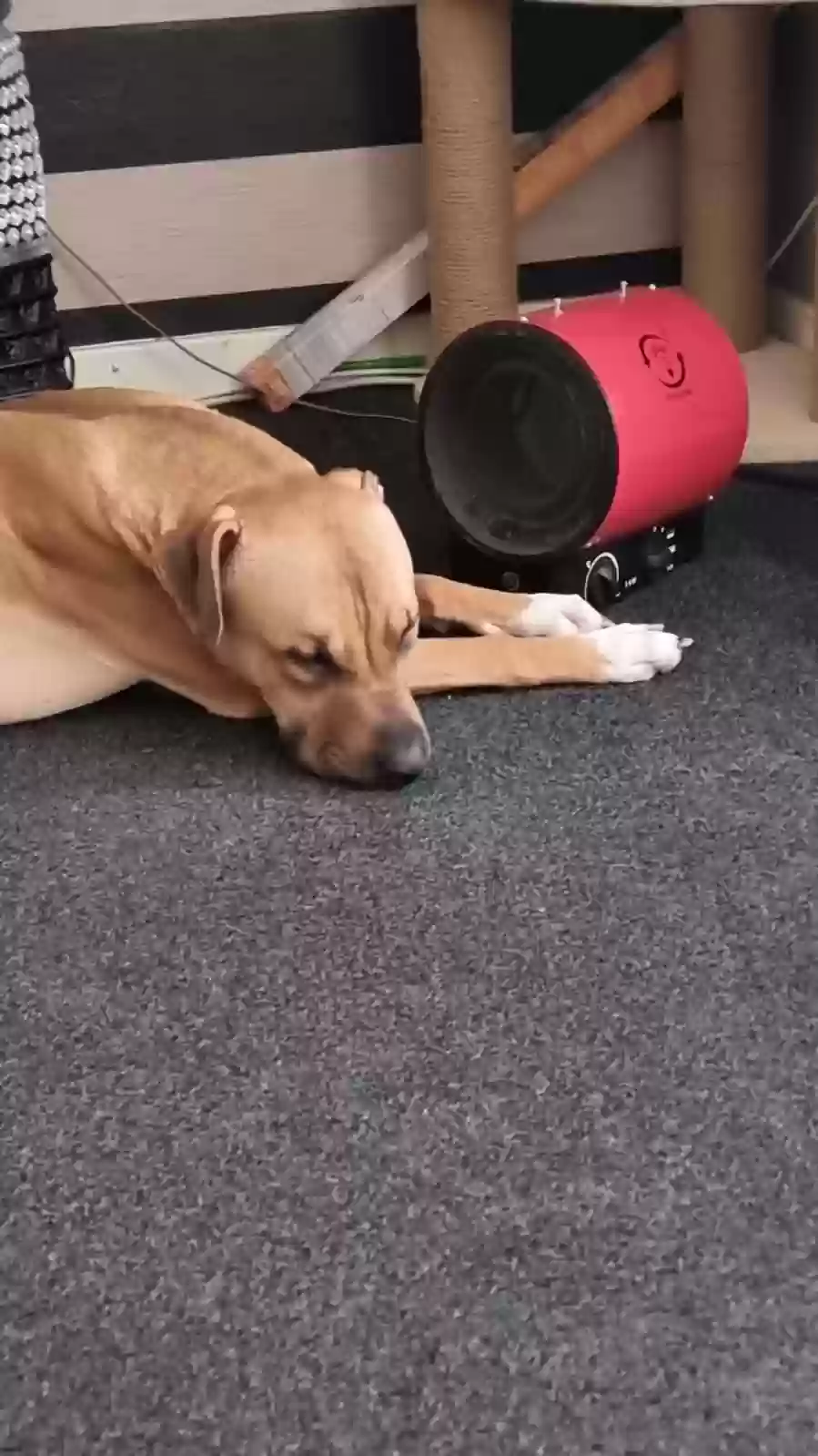 adoptable Dog in Glasgow,Scotland named Tyson