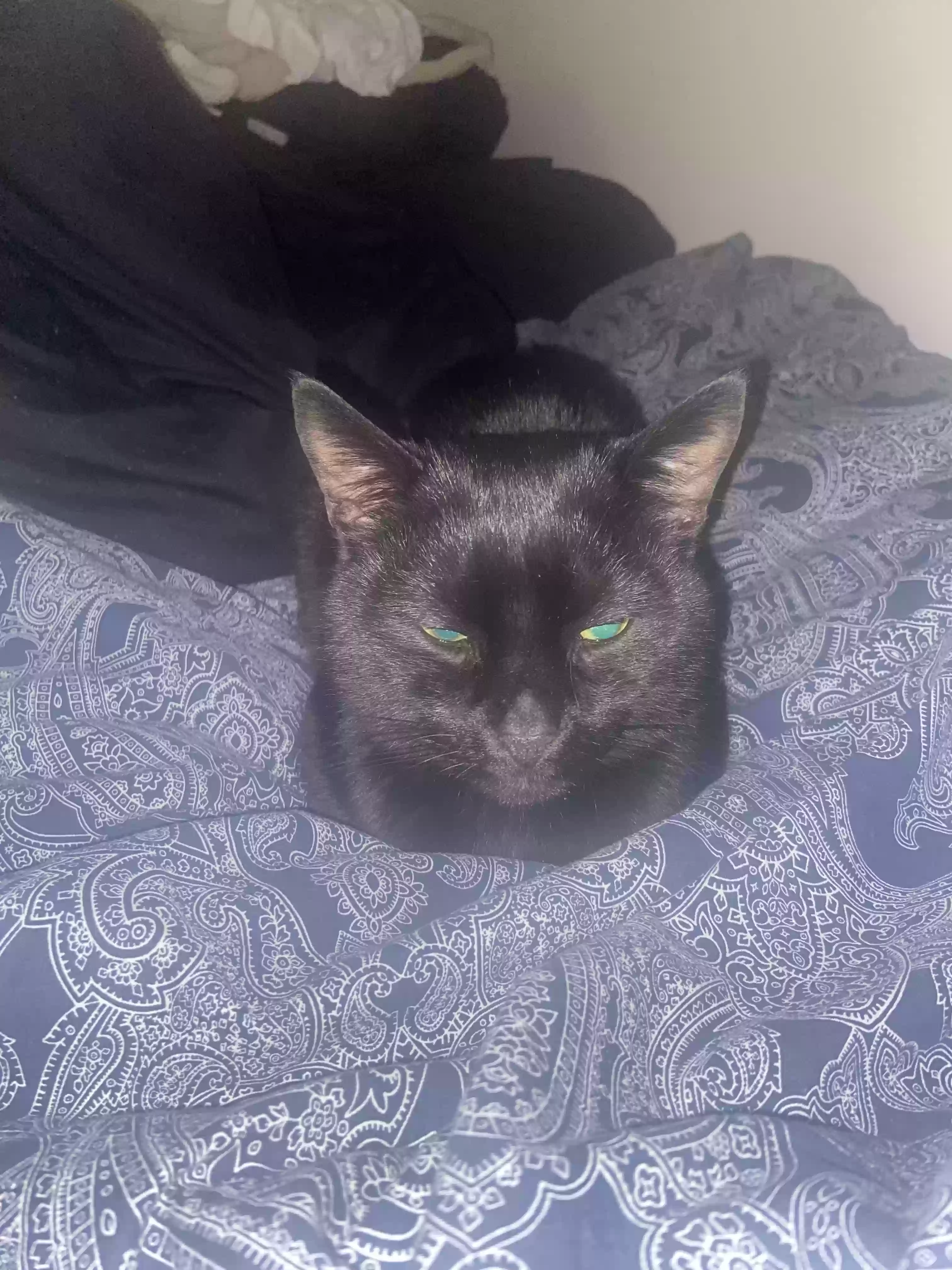 adoptable Cat in Glasgow,Scotland named Limmy