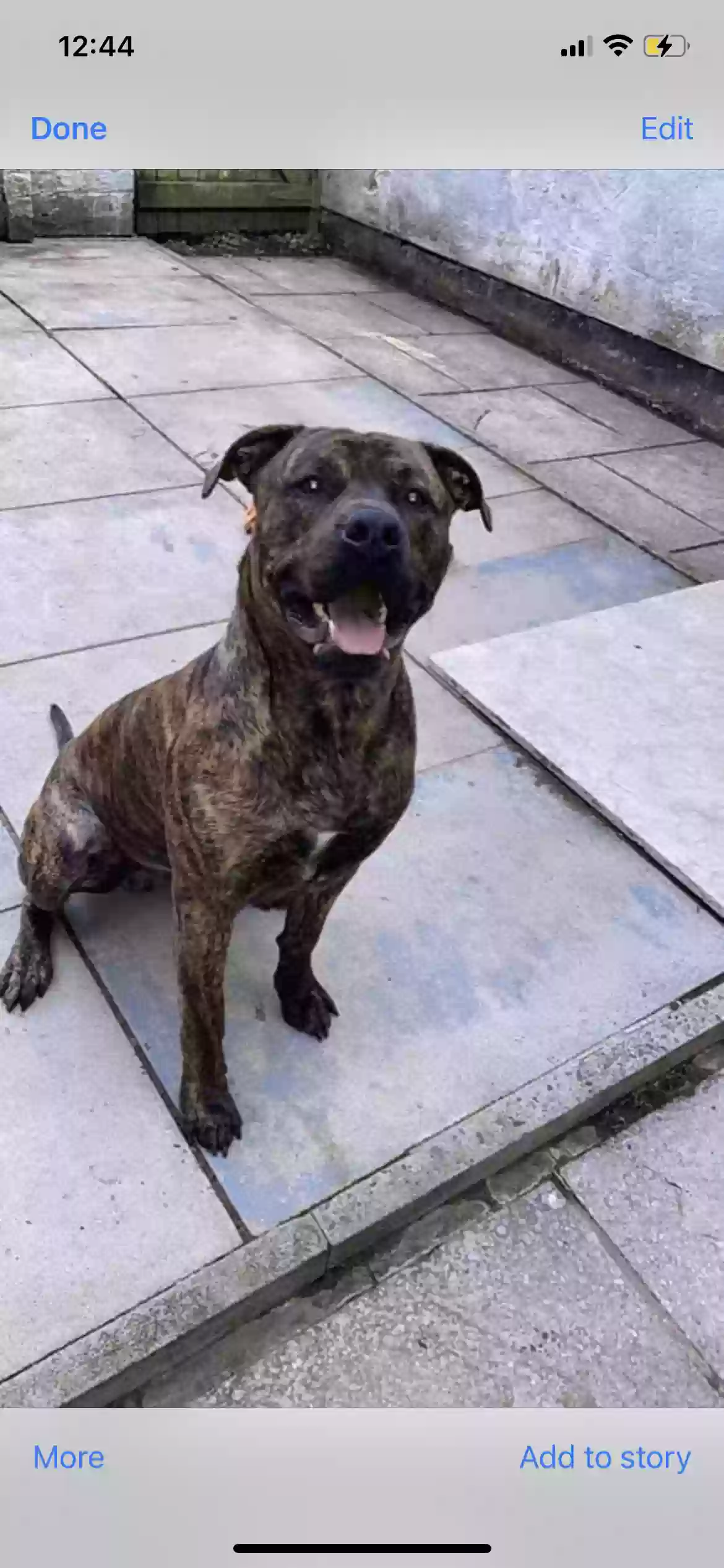 adoptable Dog in Manchester,England named Diesel