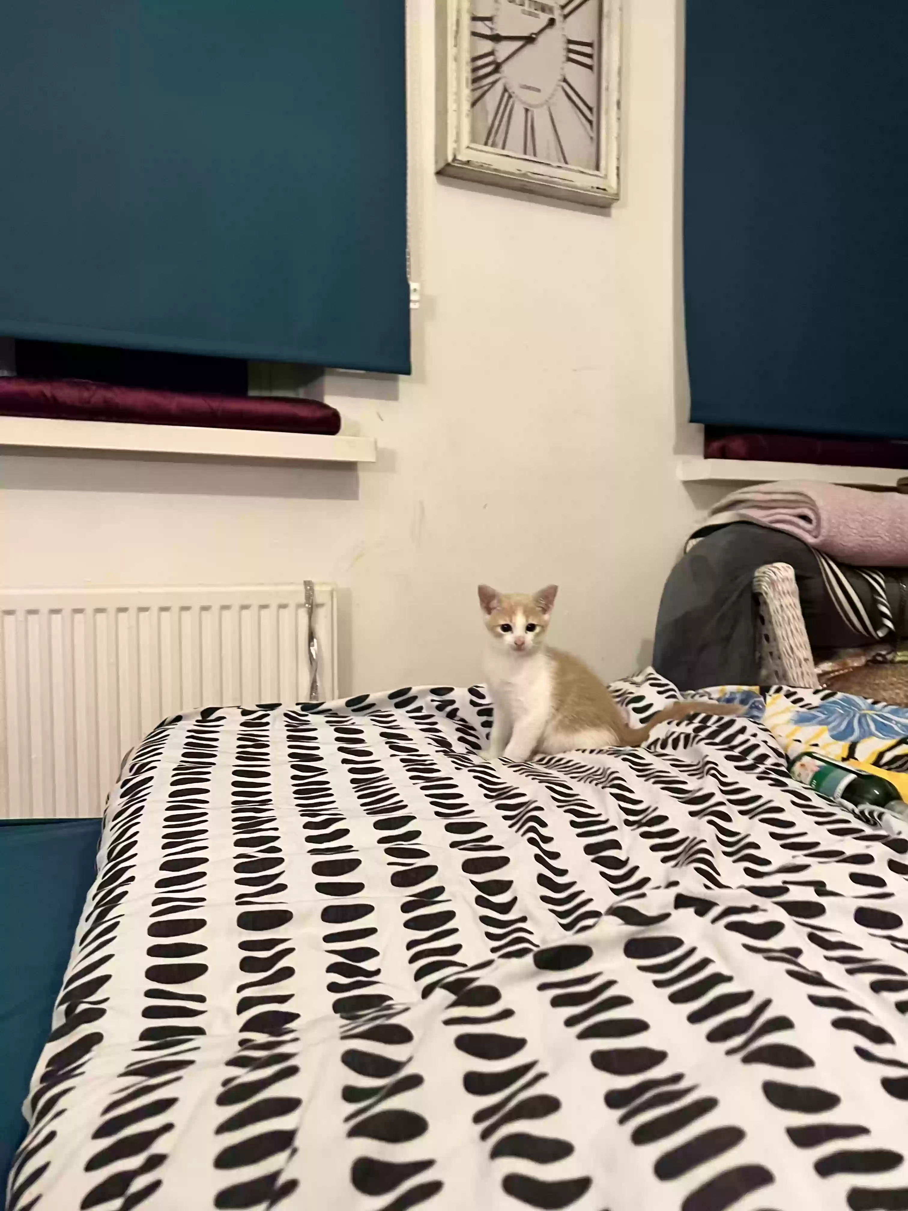 adoptable Cat in Chelmsford,England named Boris