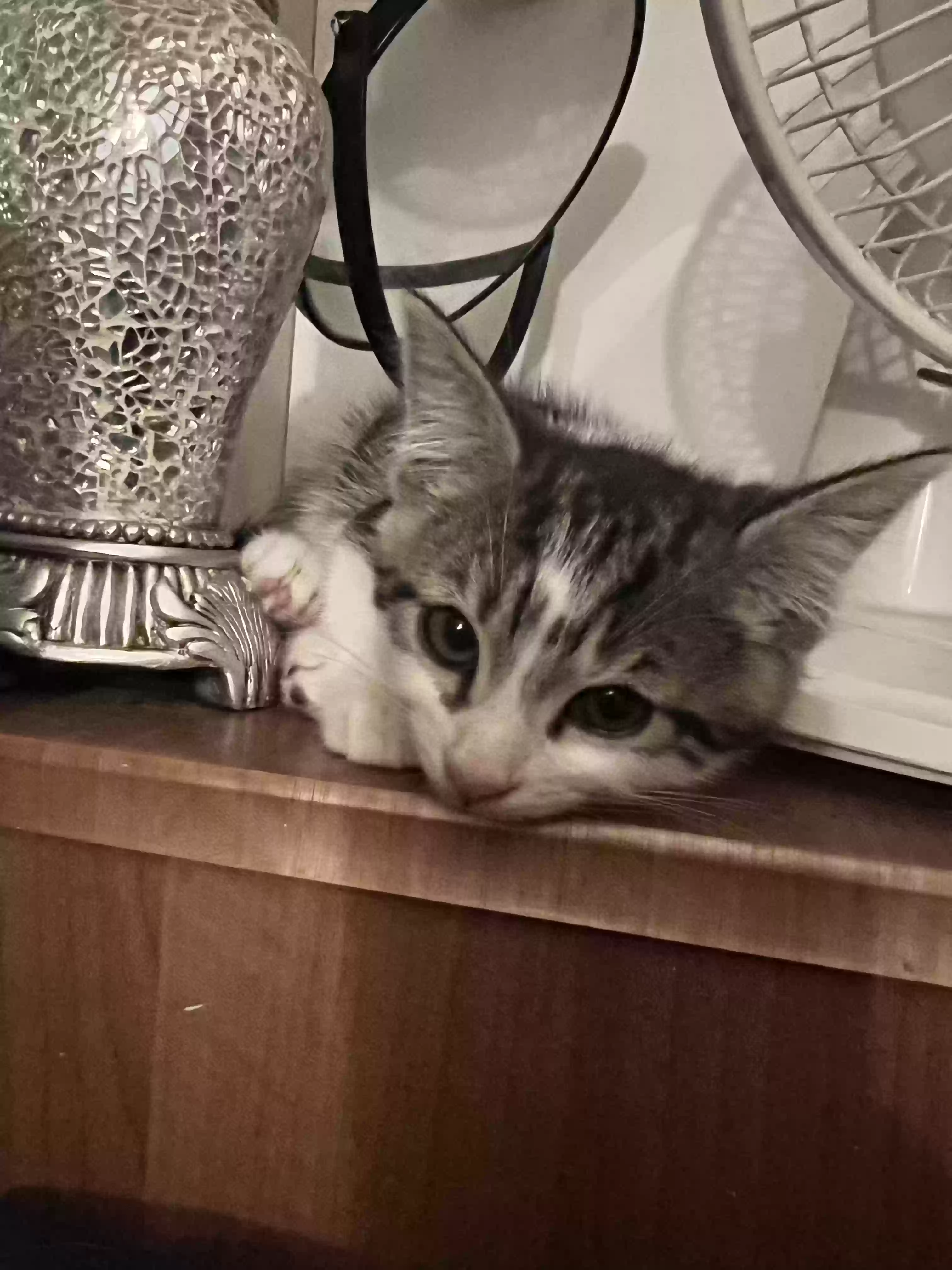 adoptable Cat in Chelmsford,England named 