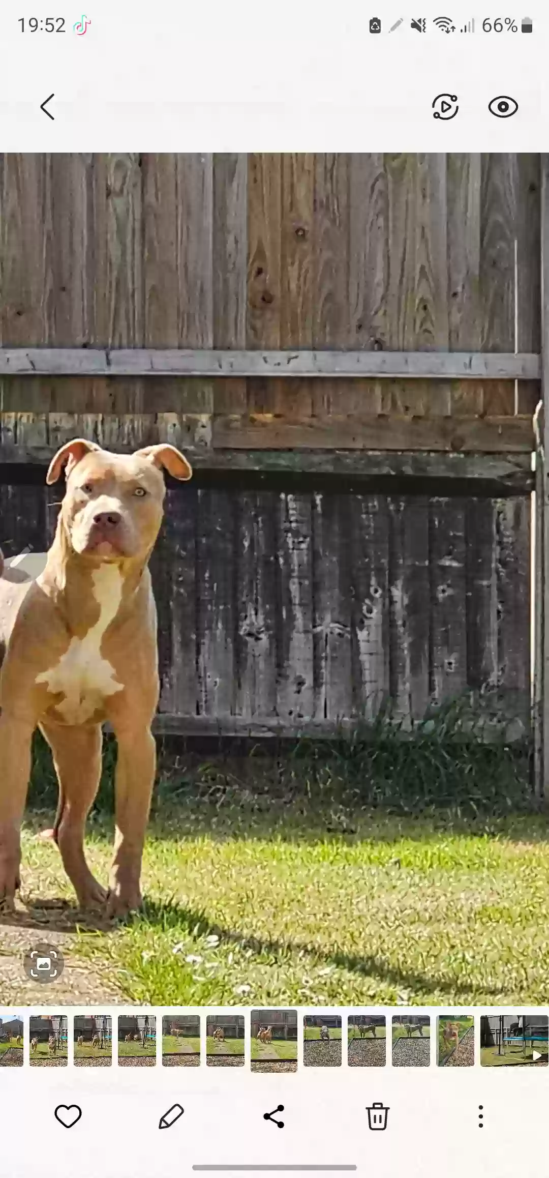 adoptable Dog in London,England named Aegon