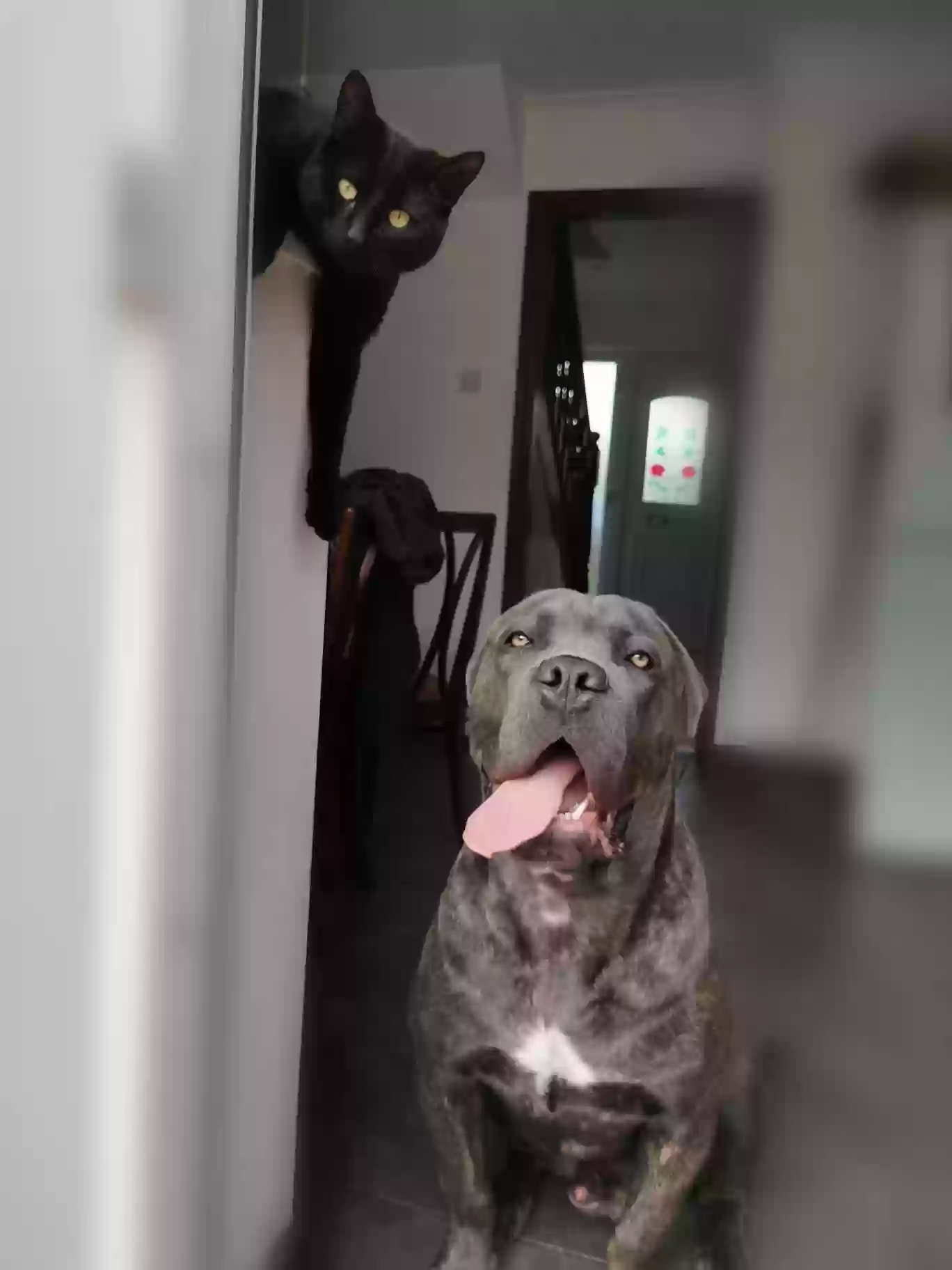 adoptable Dog in Durham,England named Bruce