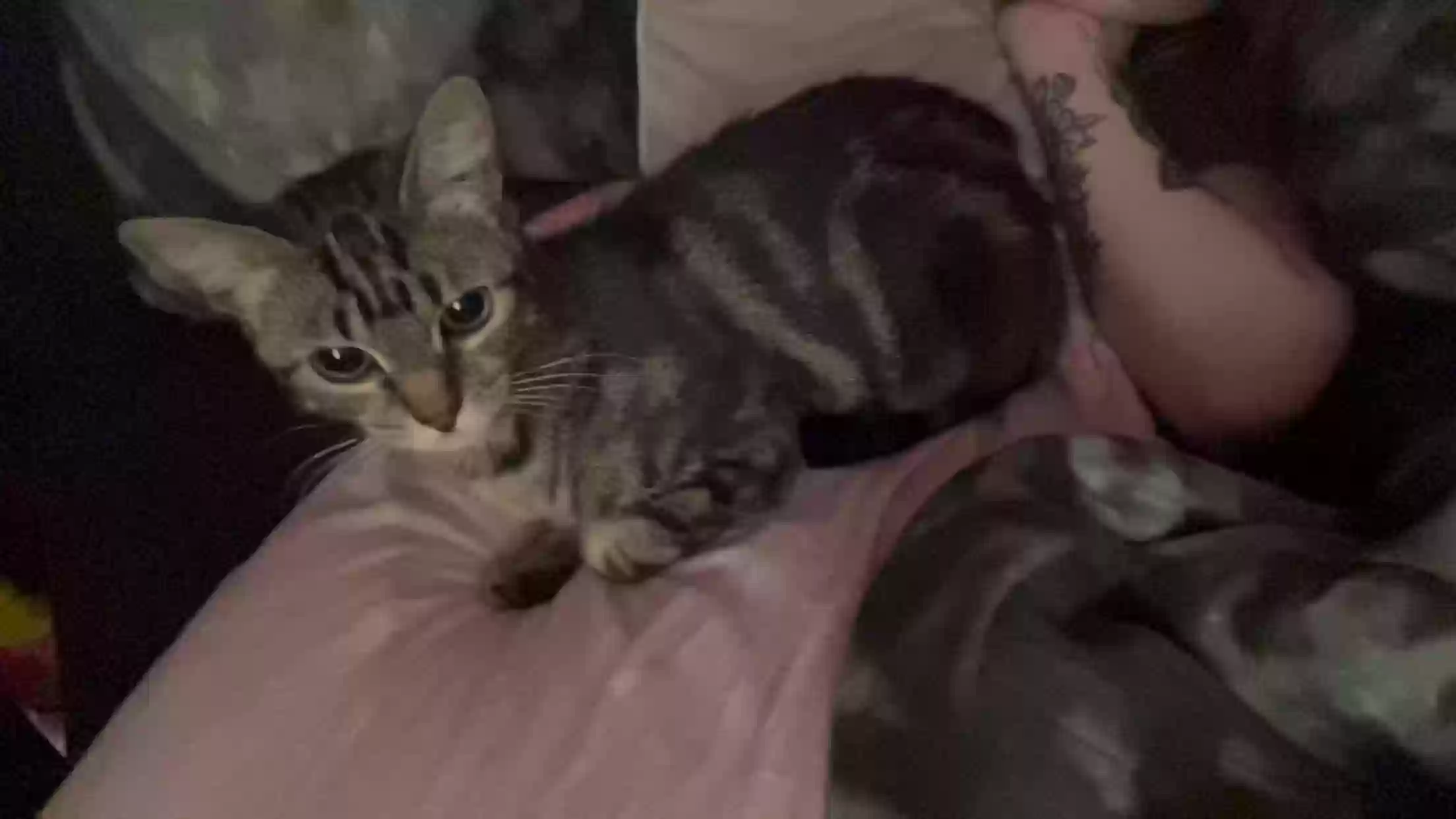 adoptable Cat in Stoke-on-Trent,England named Oreo