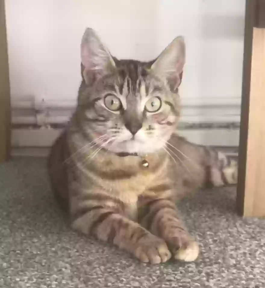 adoptable Cat in Manchester,England named May