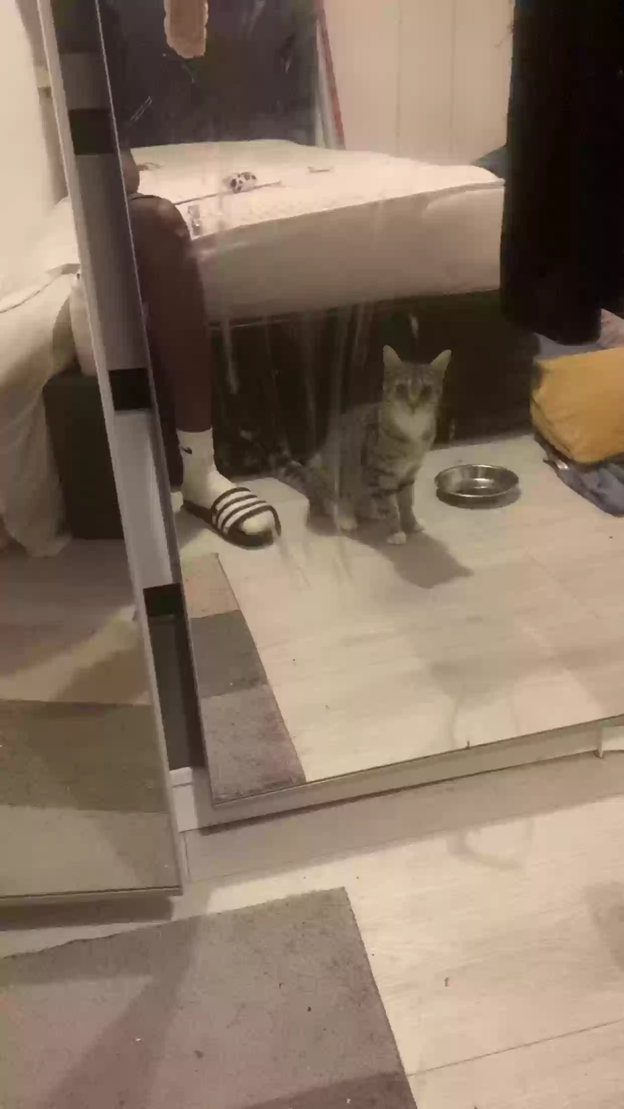 adoptable Cat in Coventry,England named Pluto