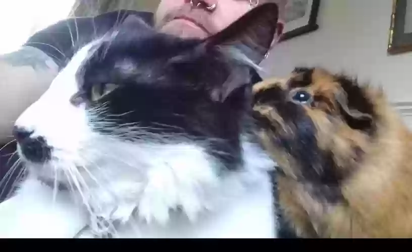adoptable Cat in Manchester,England named PEPE