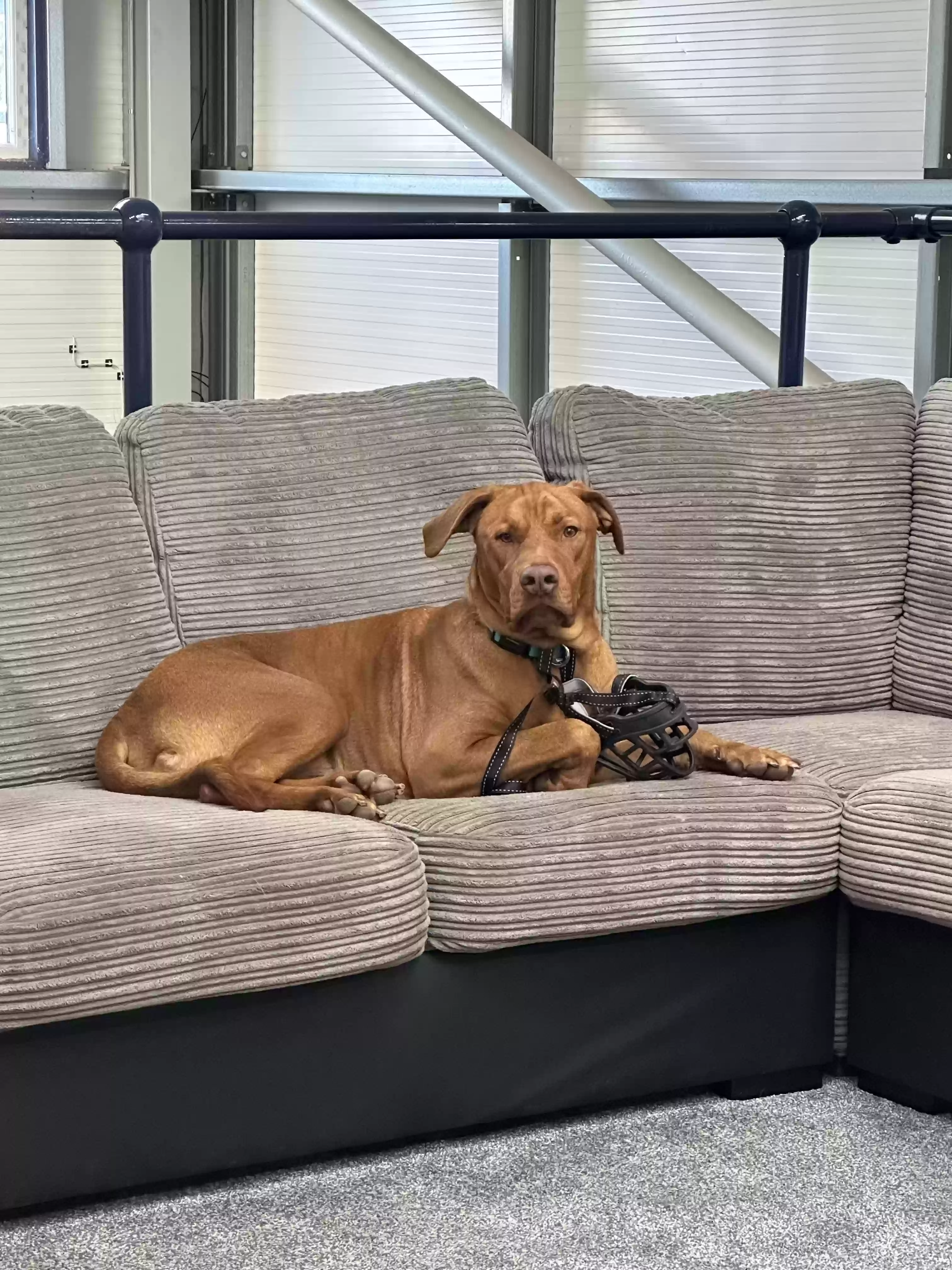 adoptable Dog in Southampton,England named Gunnar