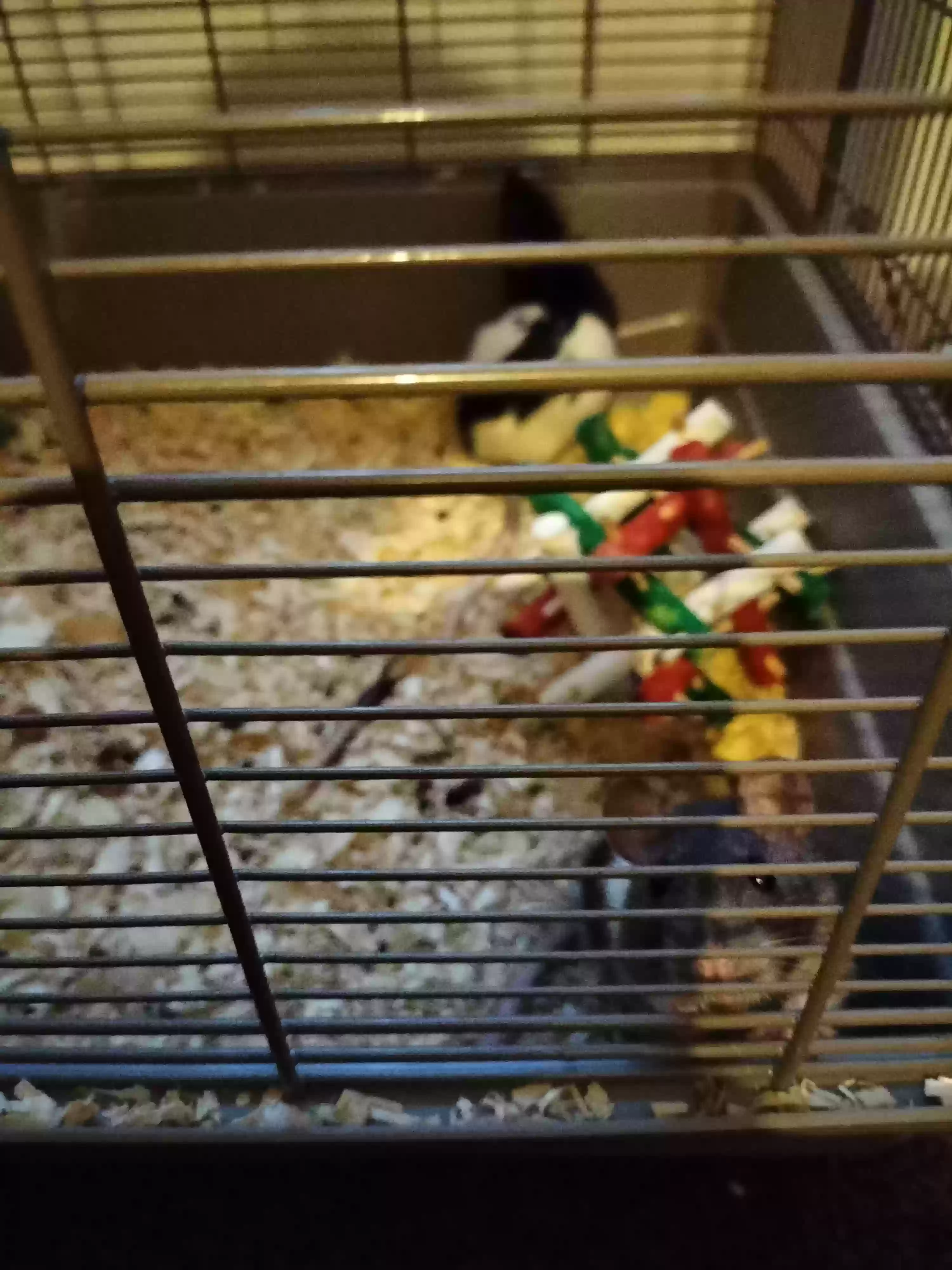 adoptable in Boston Lincolnshire,England named Brownie+blackie