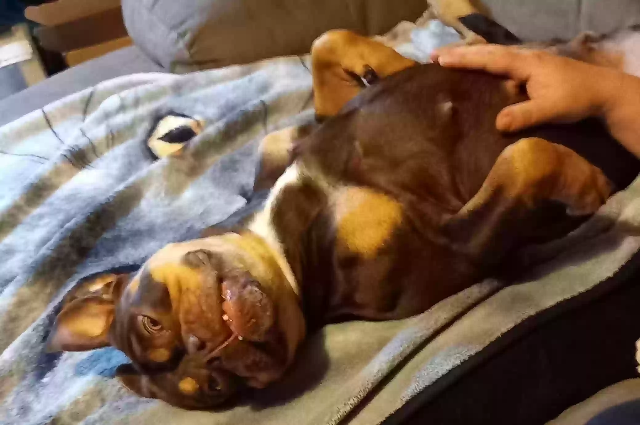 adoptable Dog in Peterborough,England named Bear
