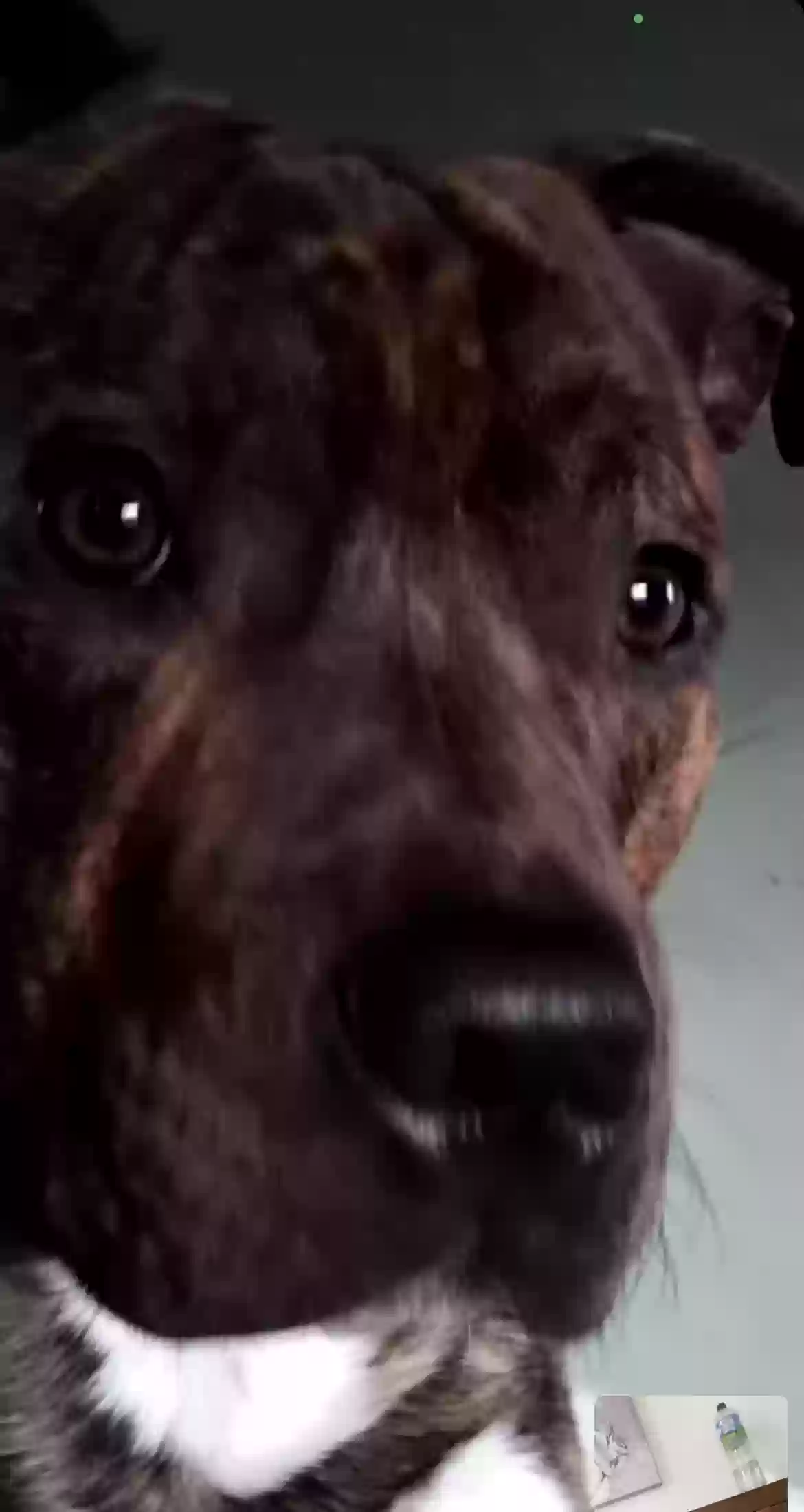 adoptable Dog in Nottingham,England named Kyro