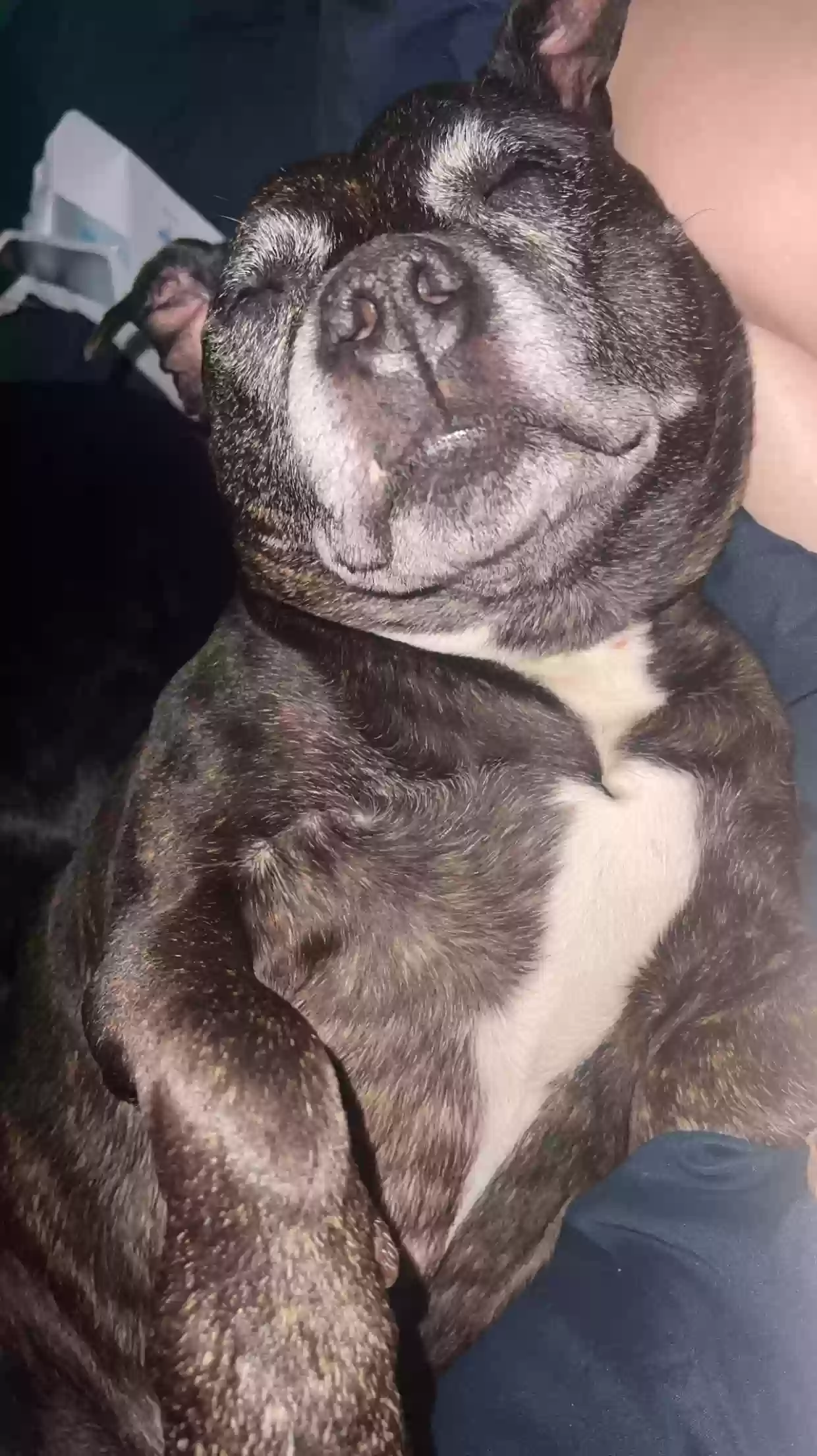 adoptable Dog in Glasgow,Scotland named Harper