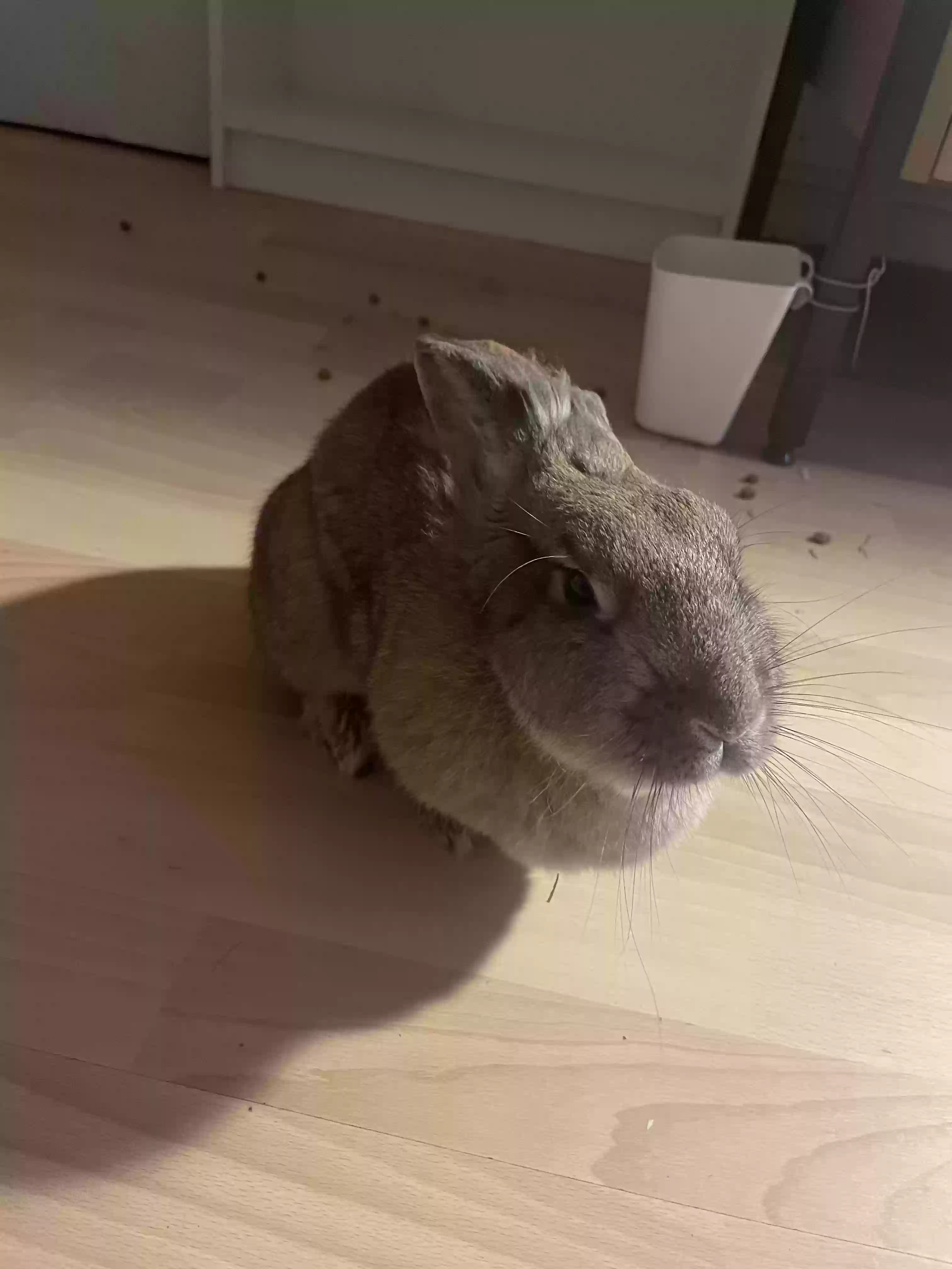 adoptable in London,England named Potato