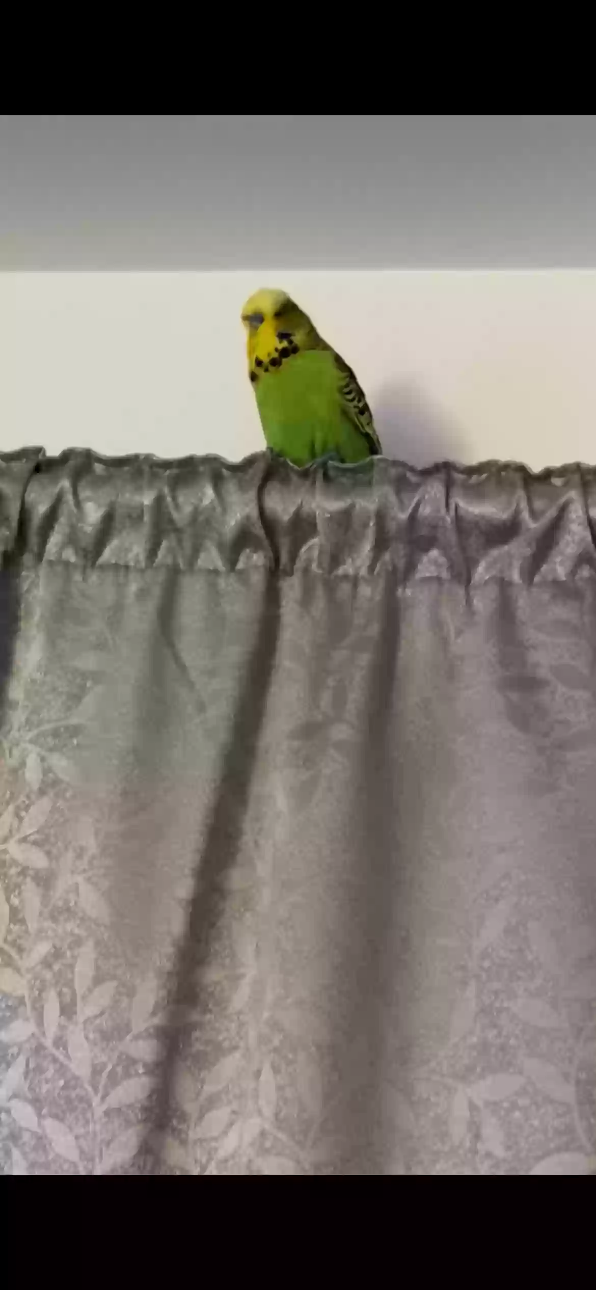 adoptable Bird in Glasgow,Scotland named Louie