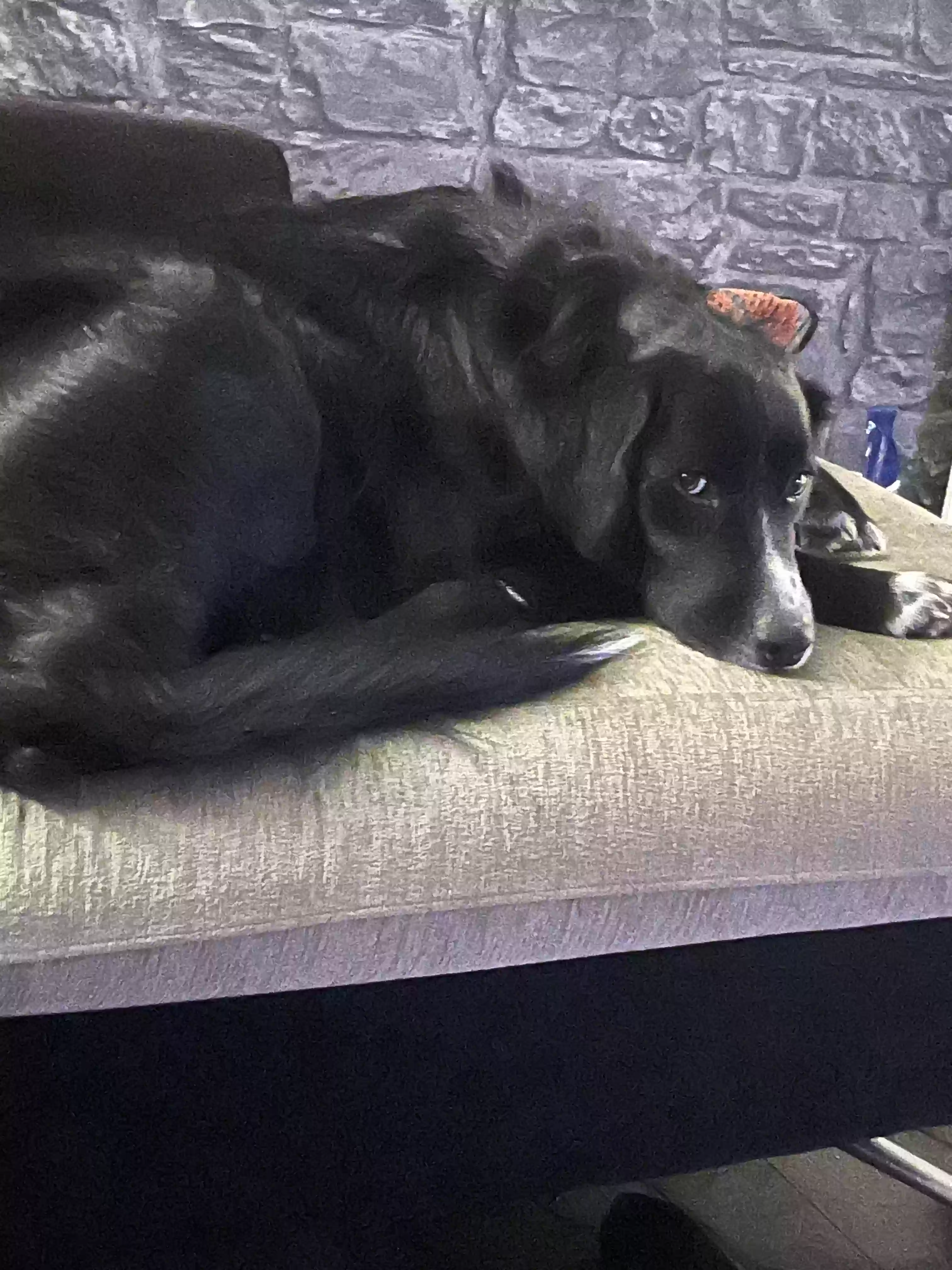 adoptable Dog in Glasgow,Scotland named Kiko