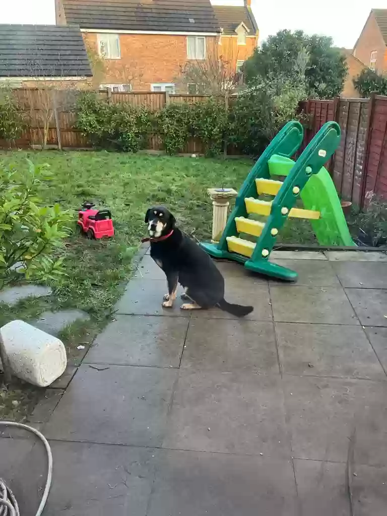 adoptable Dog in Peterborough,England named SACHA