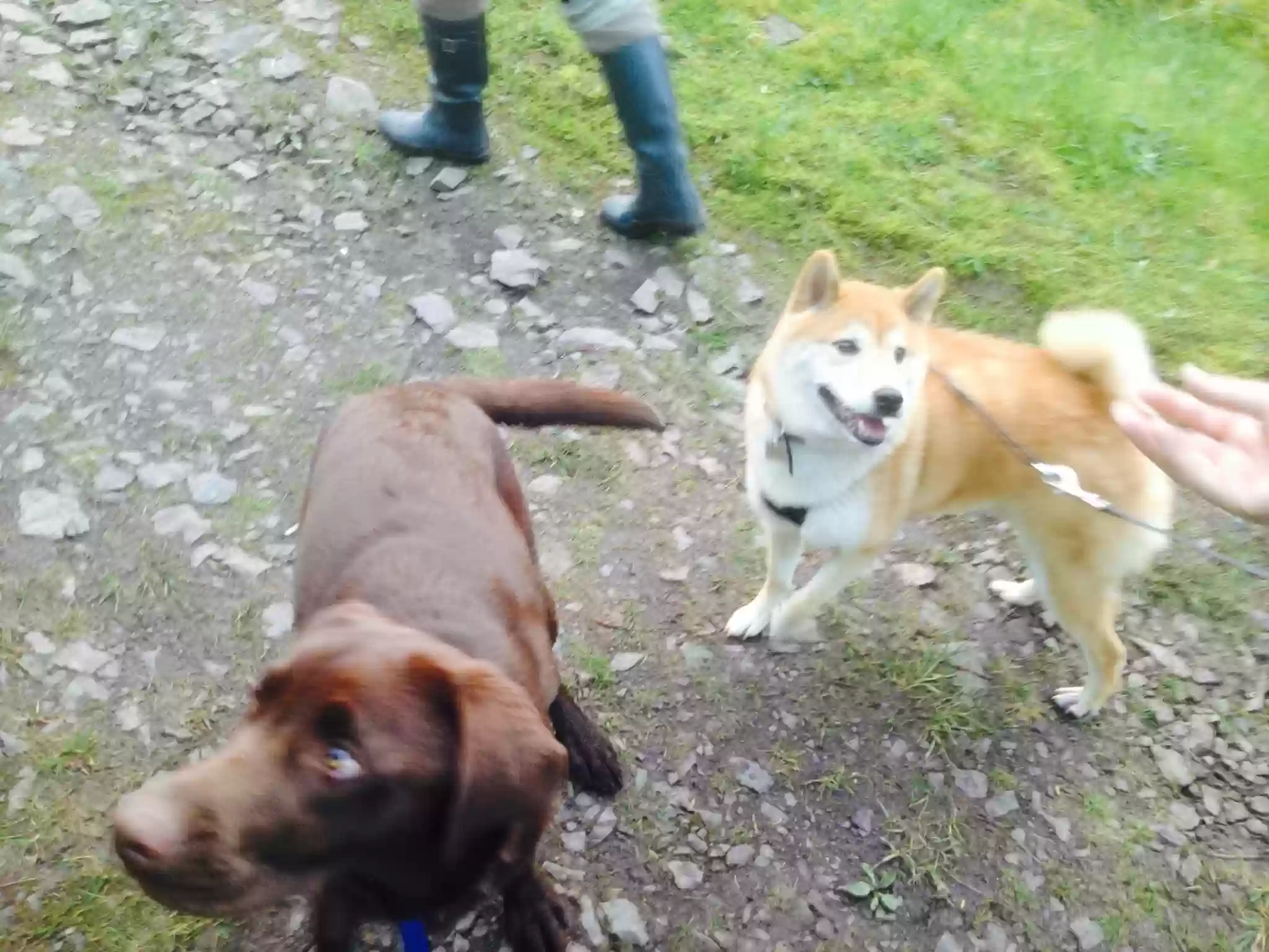 adoptable Dog in Glasgow,Scotland named Rex/koda