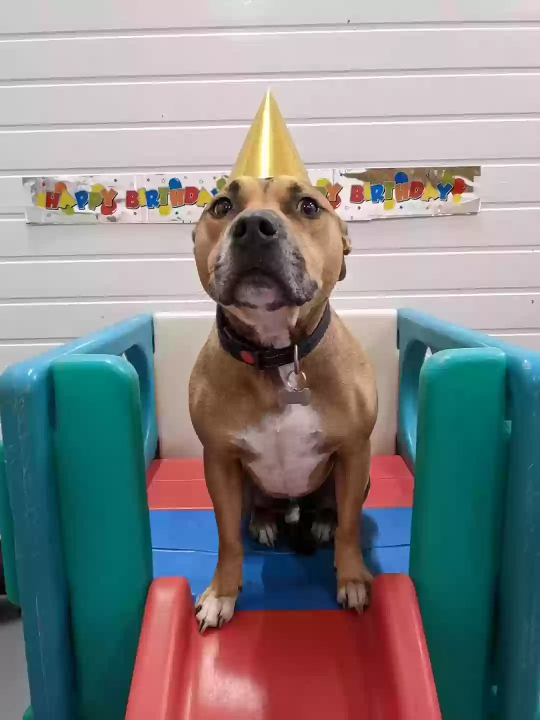 adoptable Dog in Bristol,England named Rocky