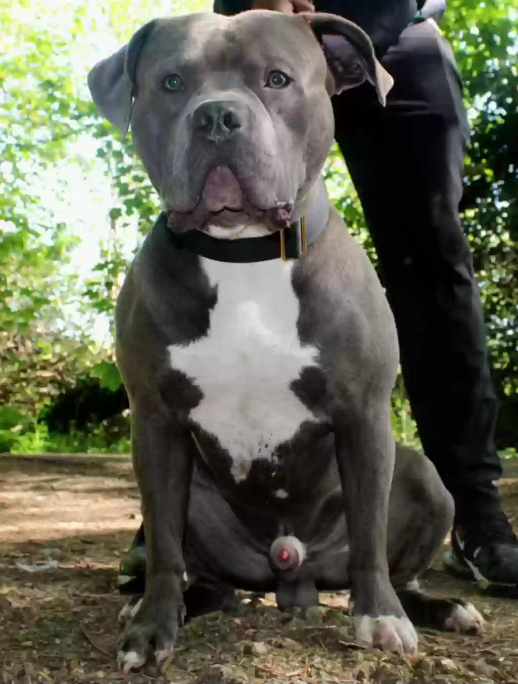 adoptable Dog in Glasgow,Scotland named JAEGER
