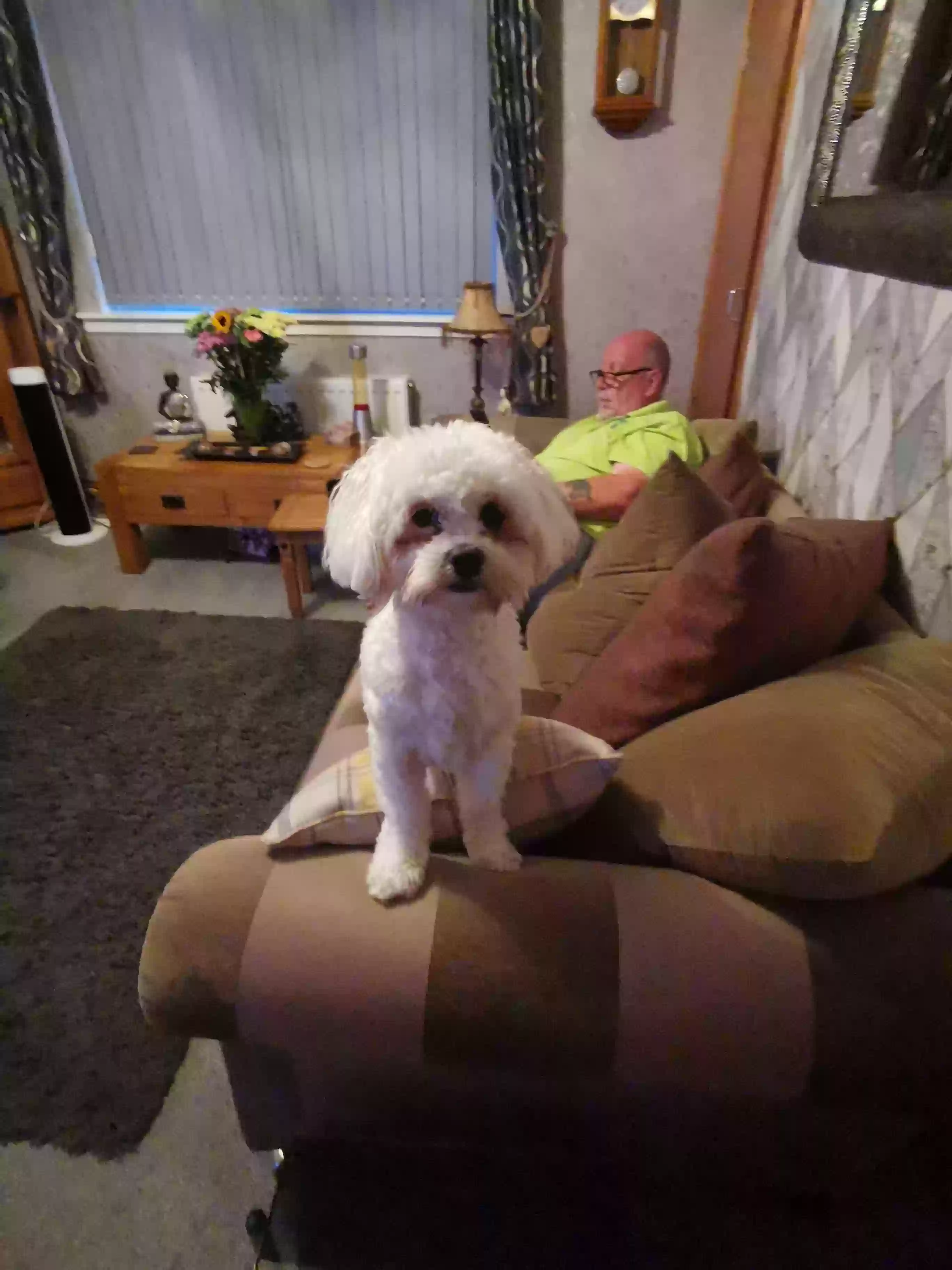 adoptable Dog in Glasgow,Scotland named Lola
