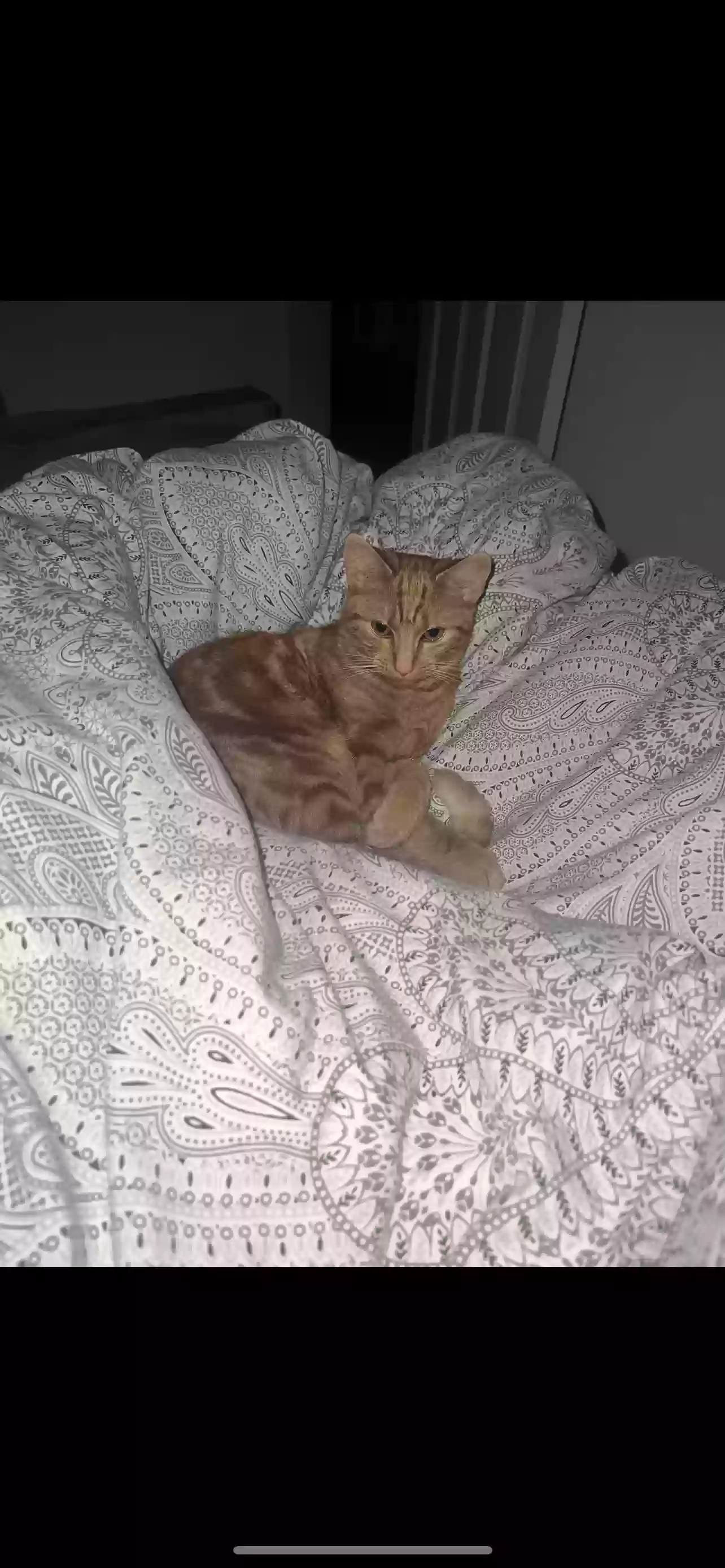 adoptable Cat in Stoke-on-Trent,England named Luna