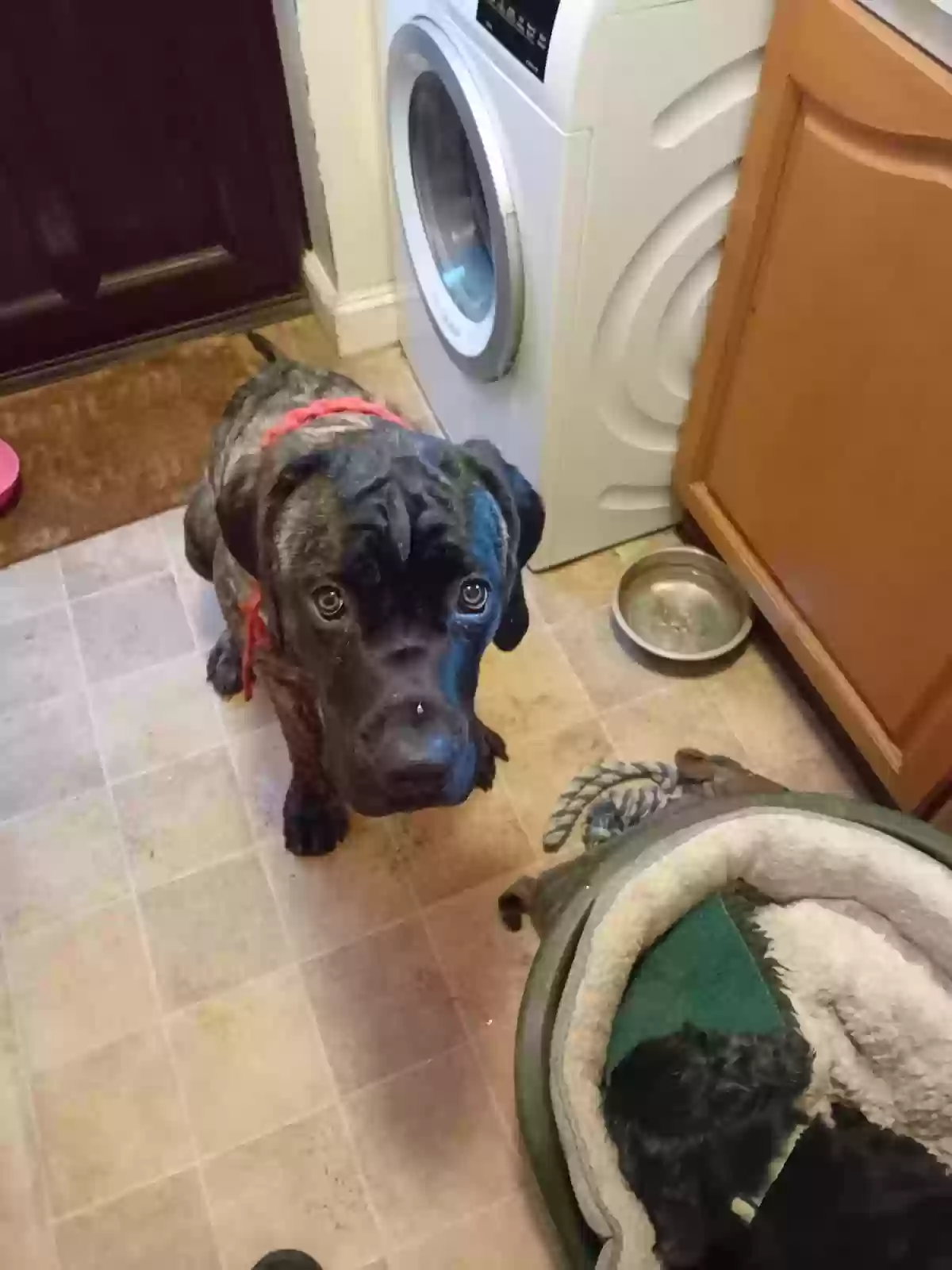 adoptable Dog in Salisbury,England named Barney