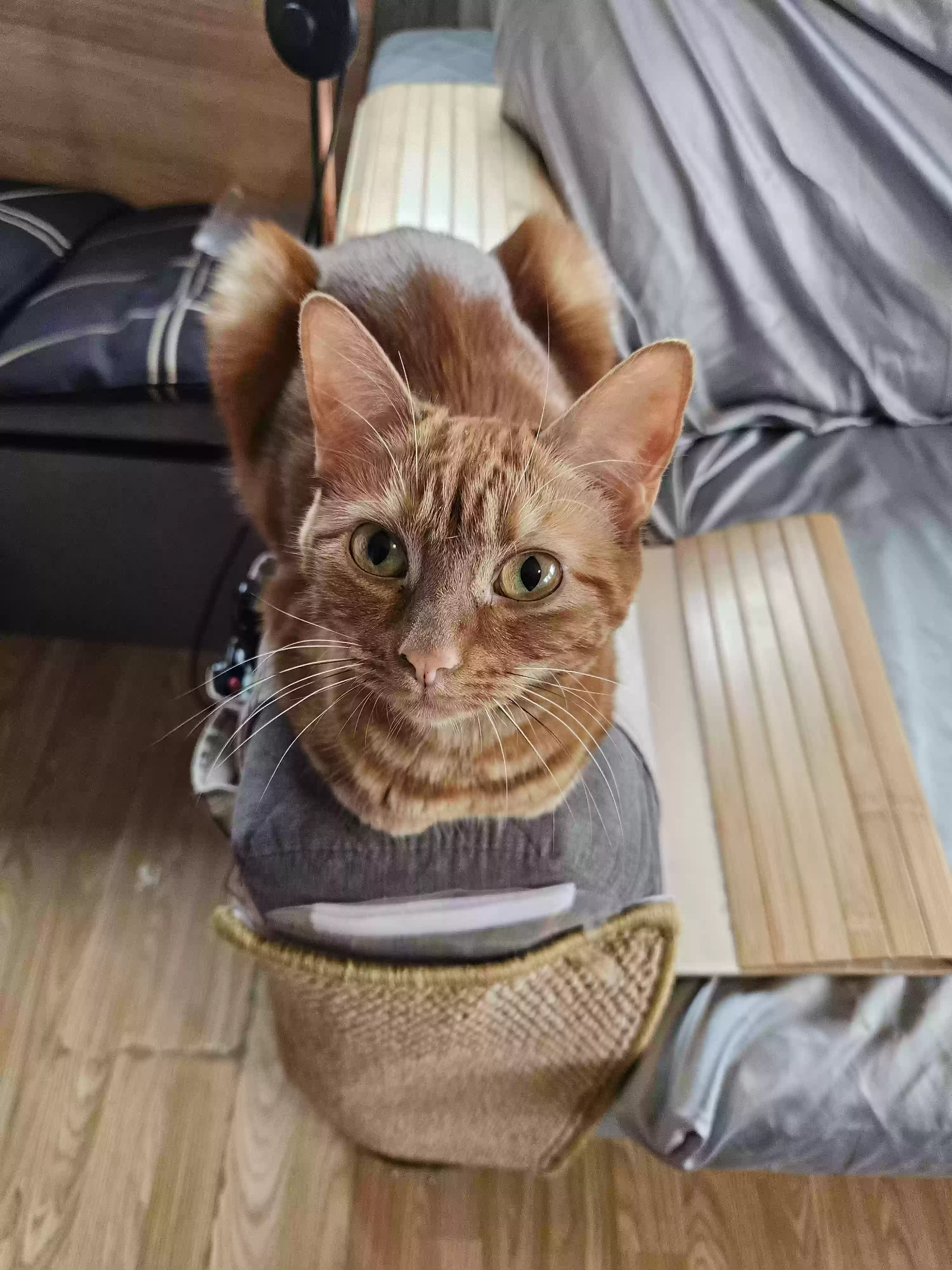 adoptable Cat in London,England named Tiger-Lilly