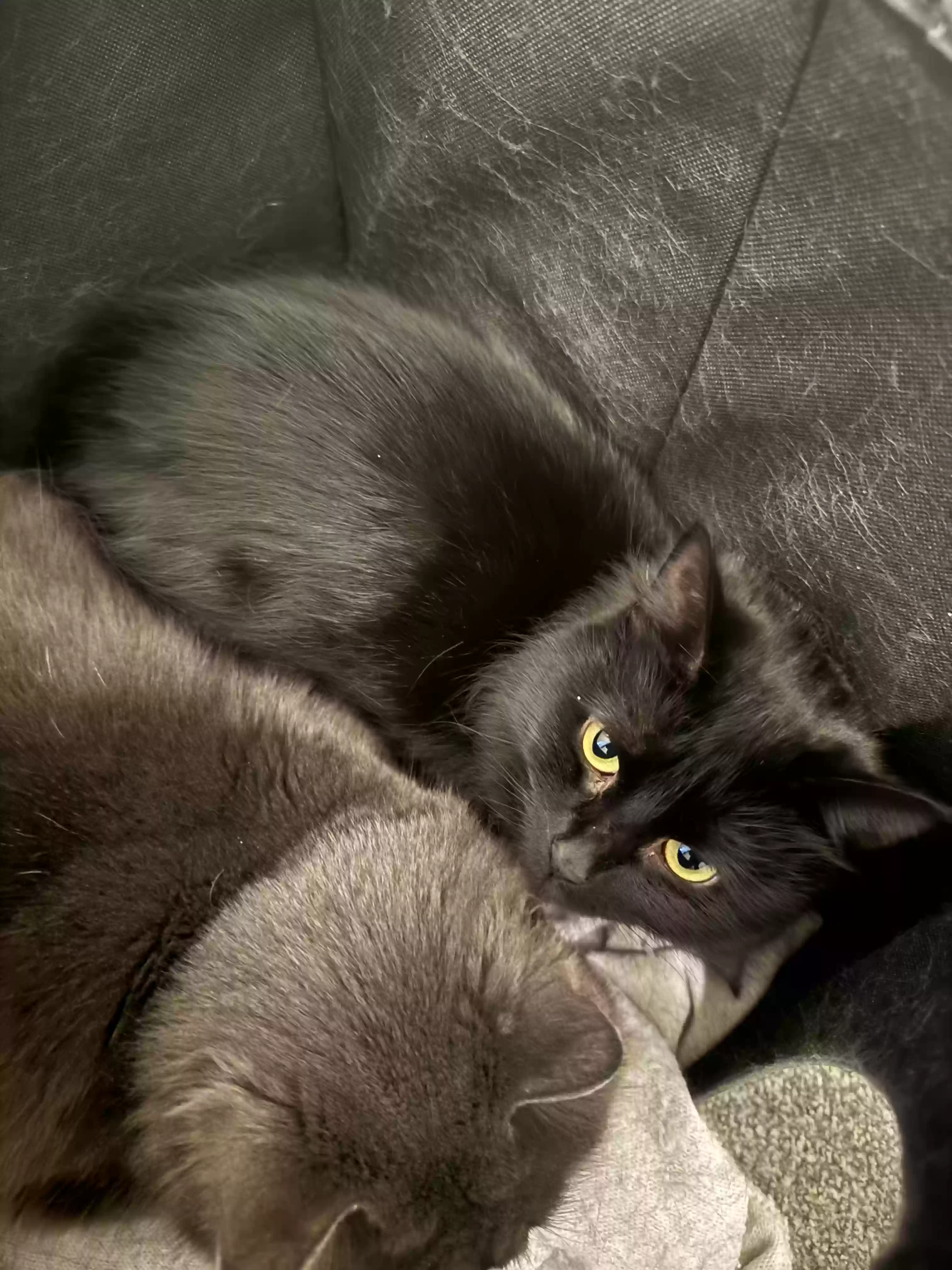 adoptable Cat in London,England named Fluffy