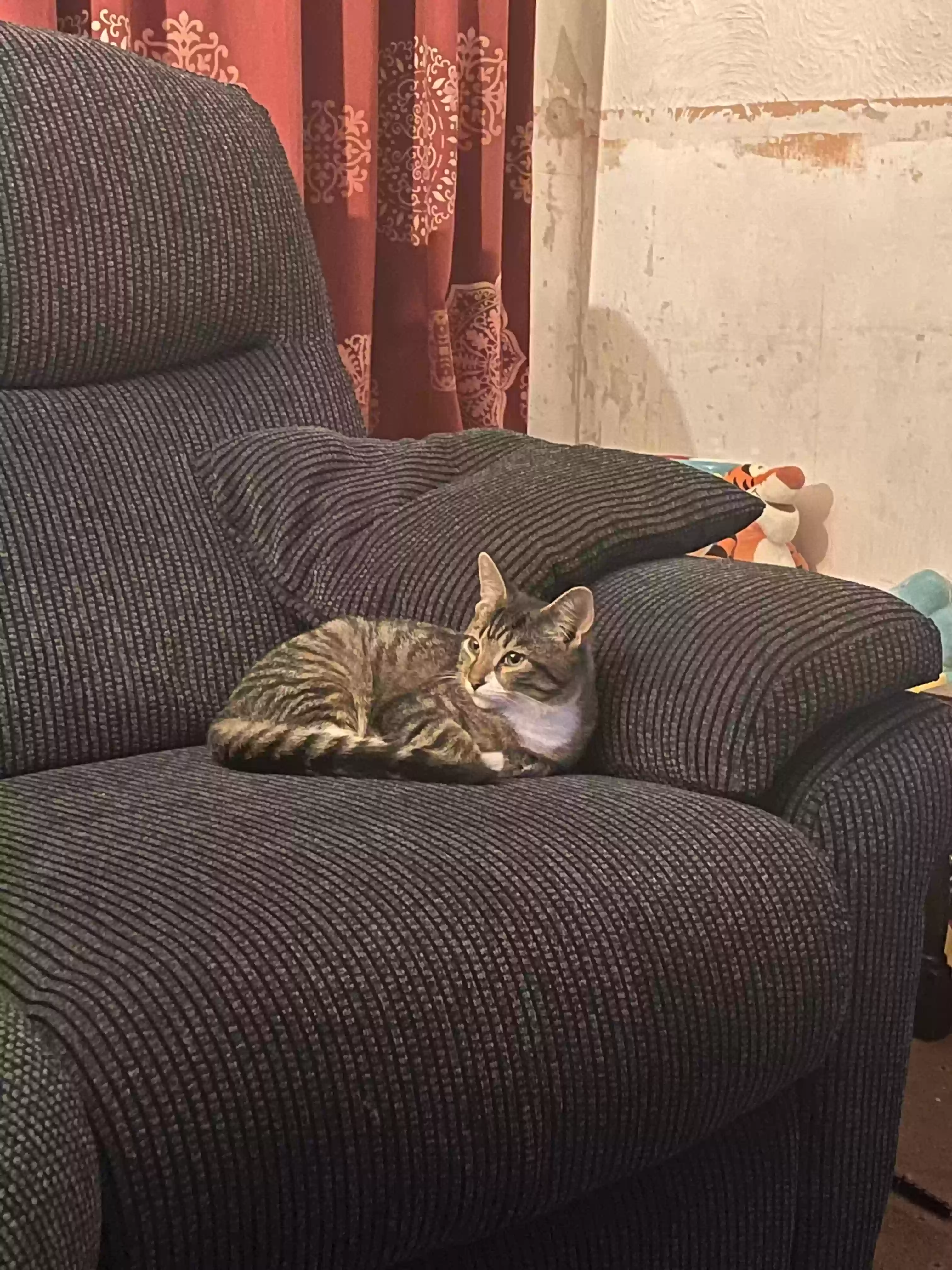 adoptable Cat in Southampton,England named Miles