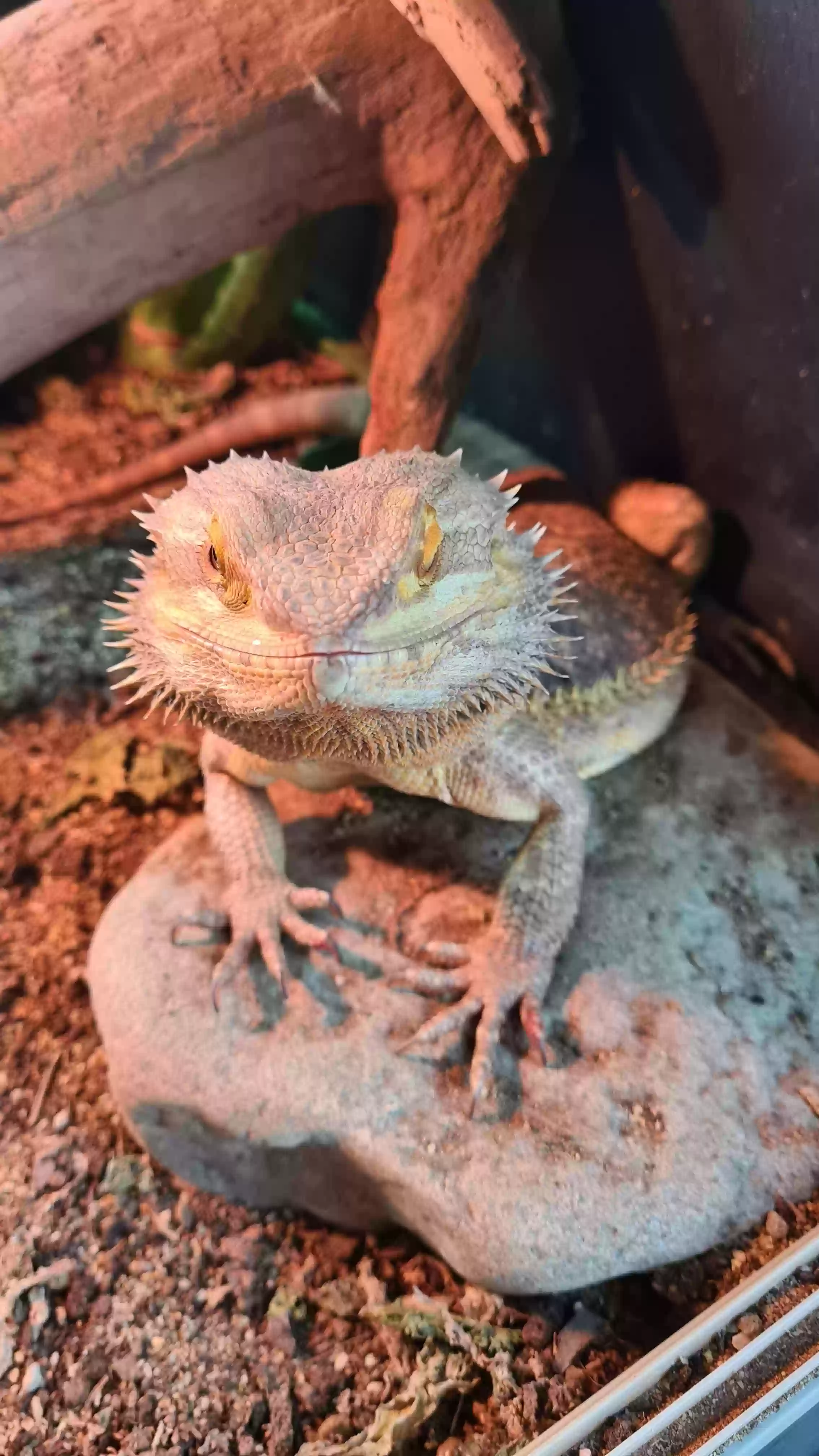 adoptable Reptile in Newcastle Upon Tyne,England named Spyro
