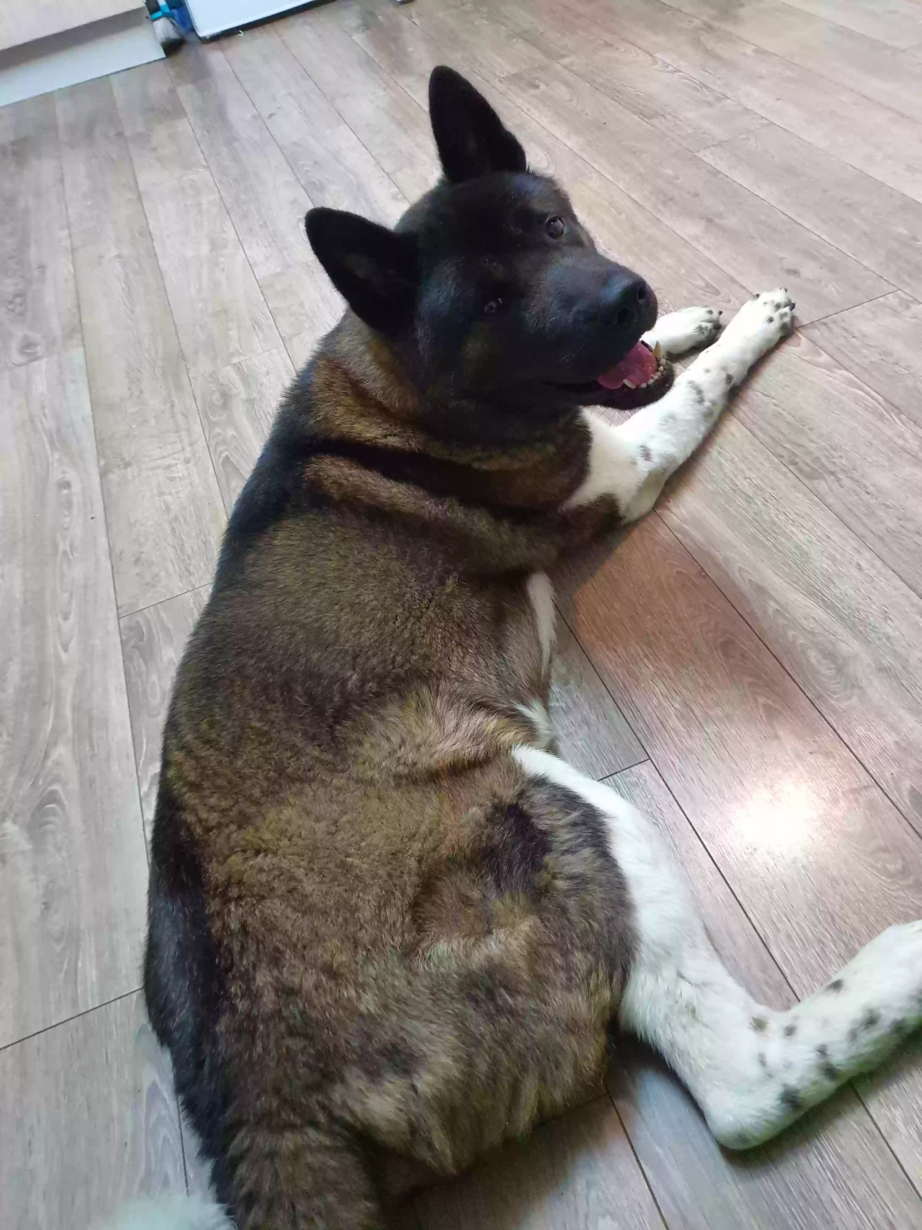 adoptable Dog in Aberdeen,Scotland named Bear