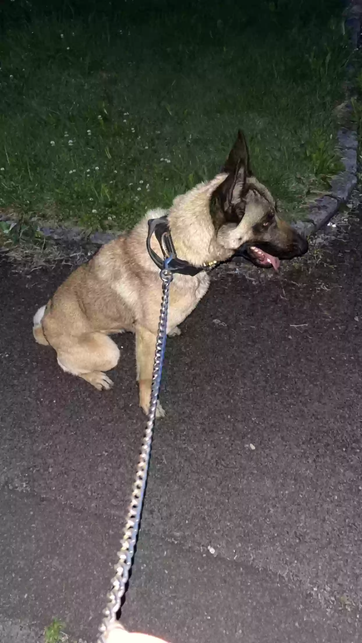 adoptable Dog in Manchester,England named Kiara