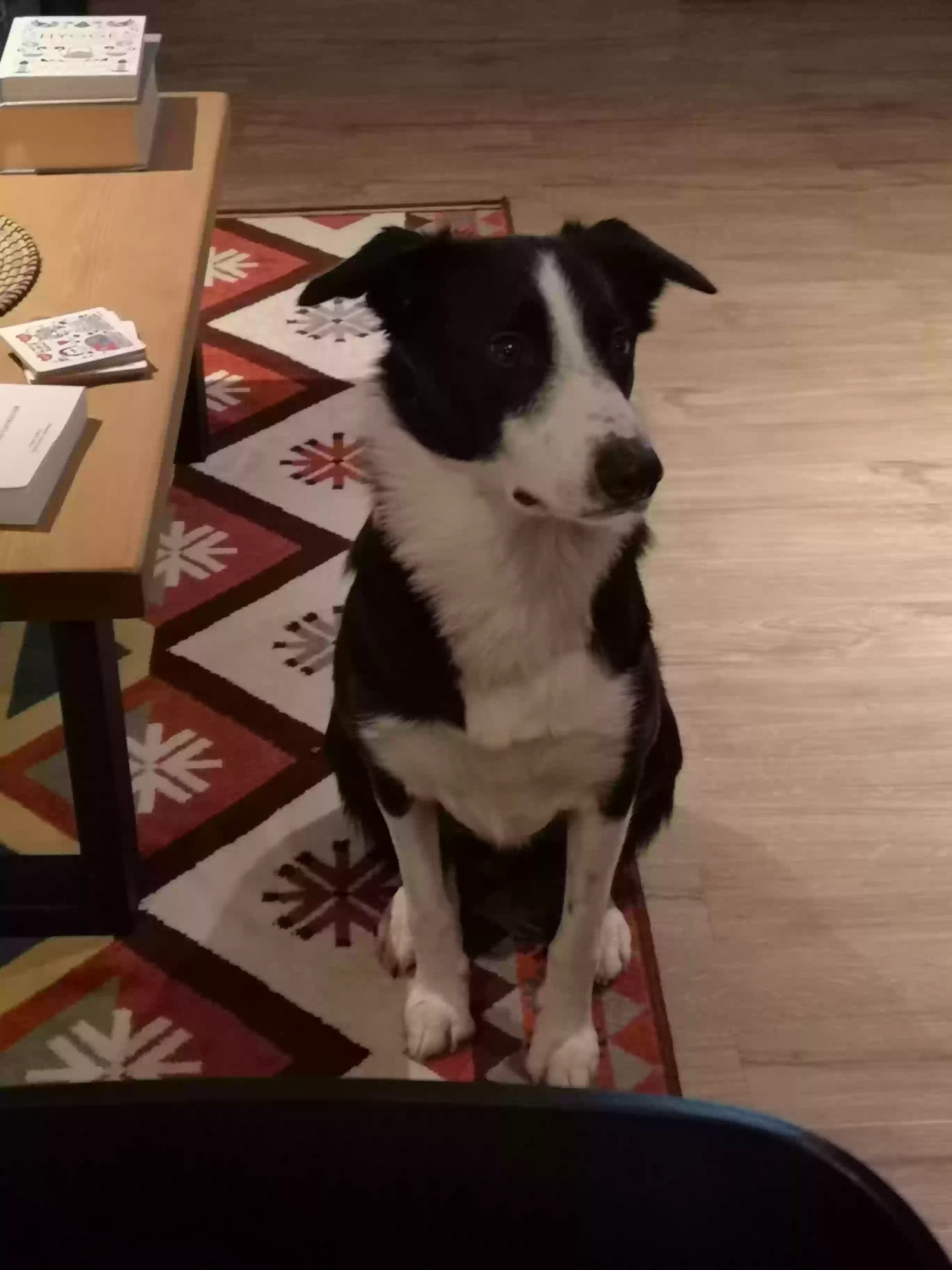 adoptable Dog in Edinburgh,Scotland named Cooper