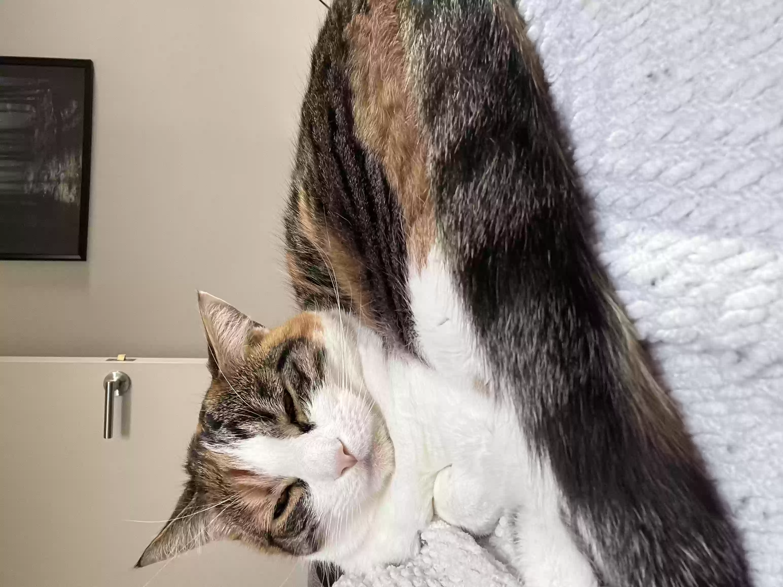 adoptable Cat in London,England named Athena