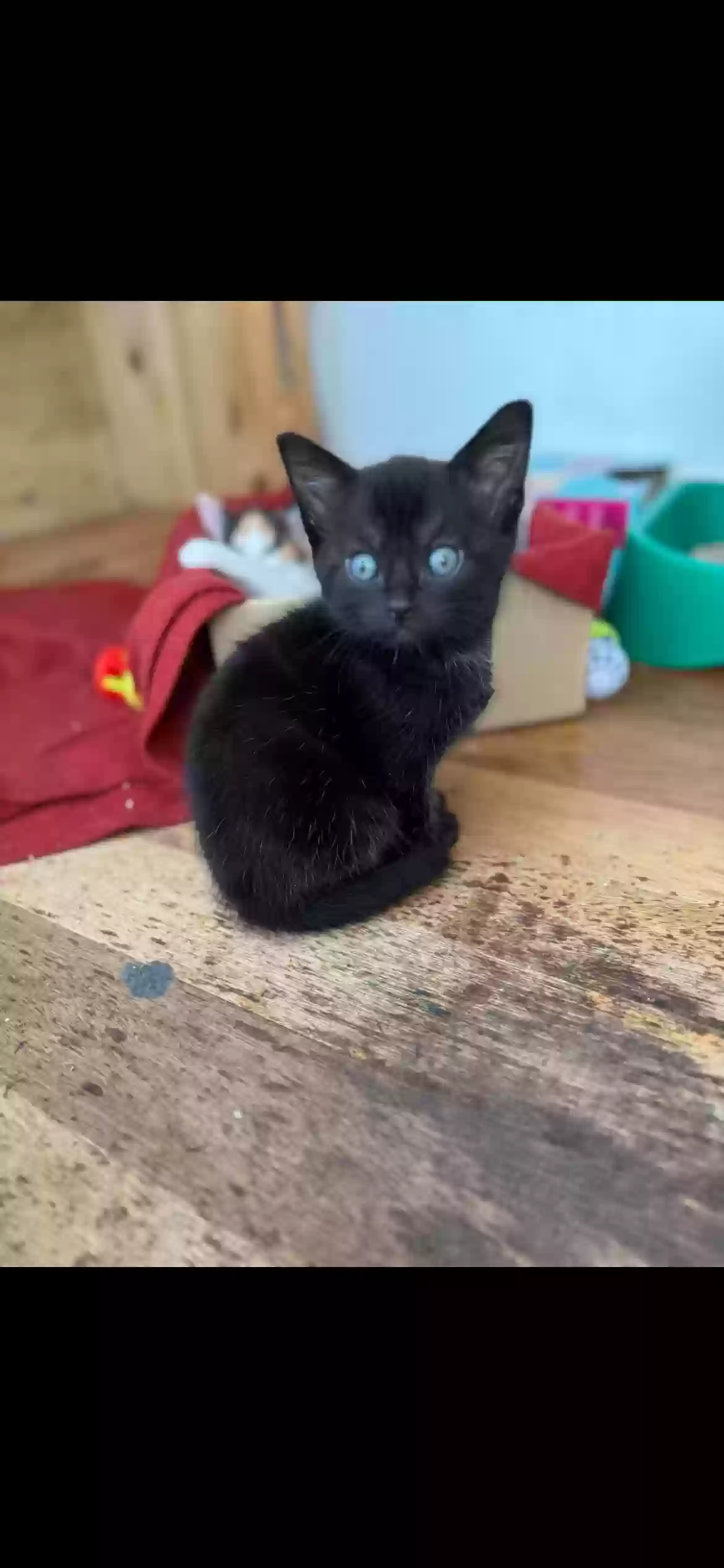 adoptable Cat in Nottingham,England named 