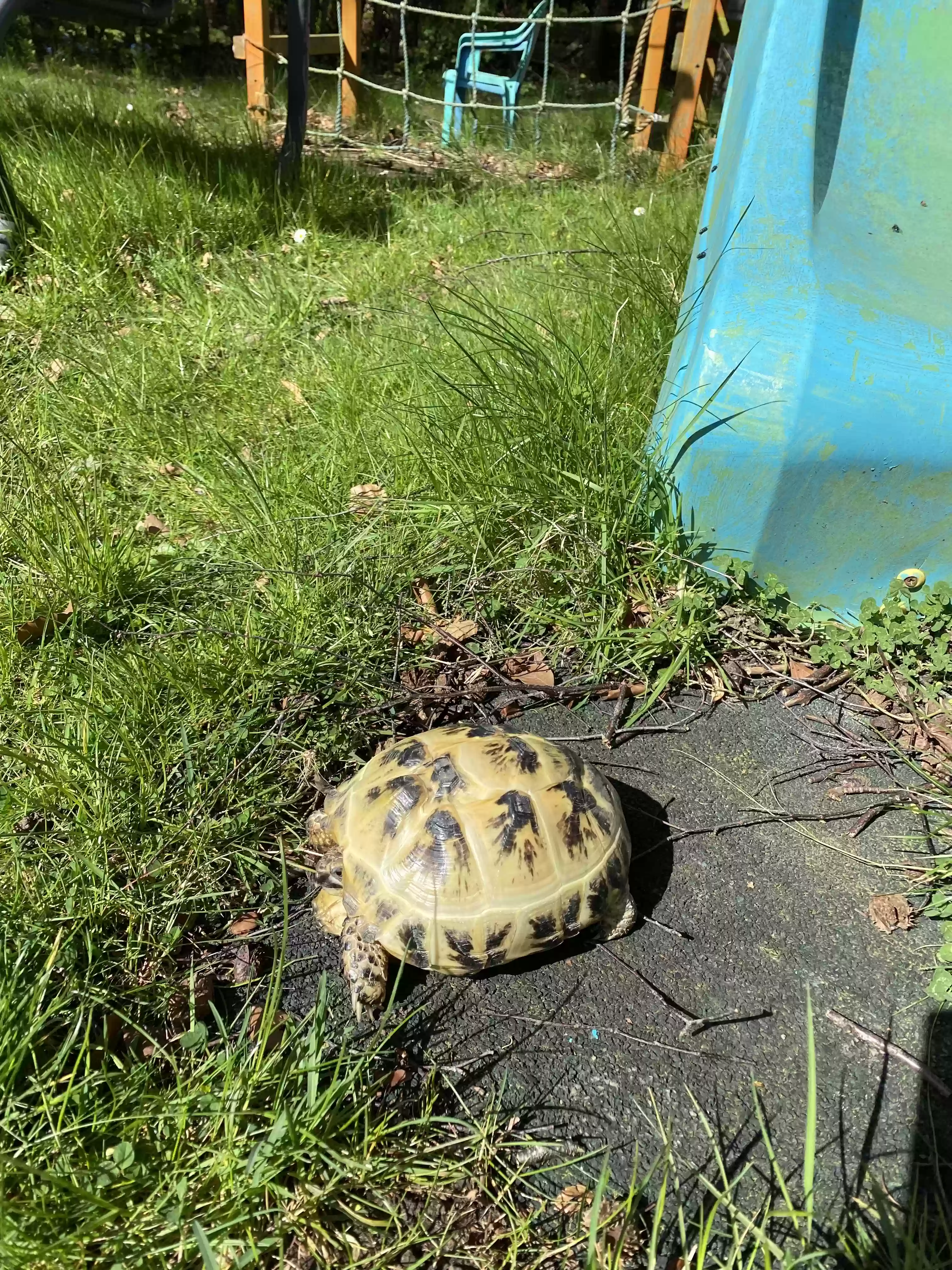 adoptable Reptile in Newcastle Upon Tyne,England named Jet