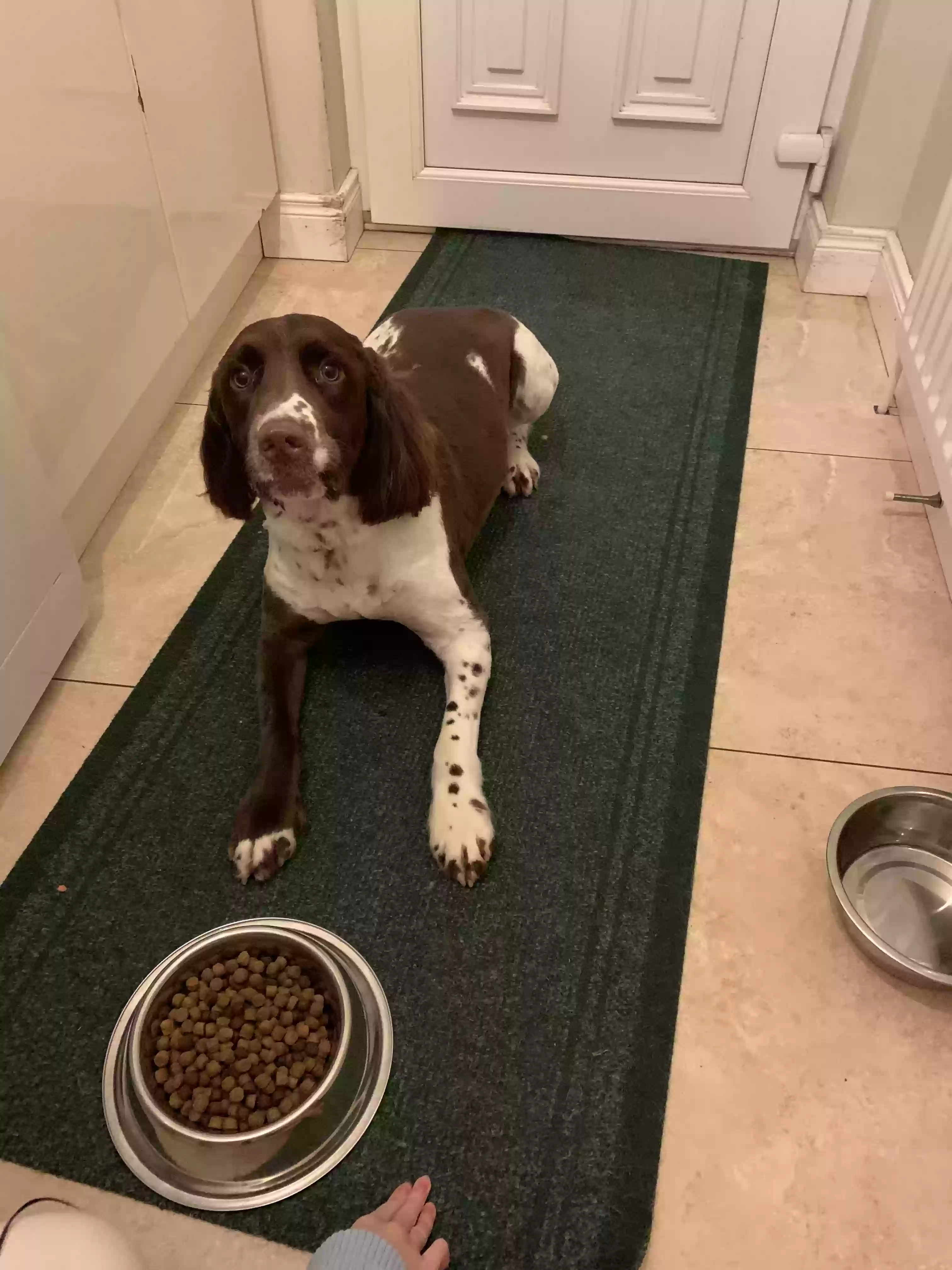 adoptable Dog in Lisburn,Northern Ireland named Woody