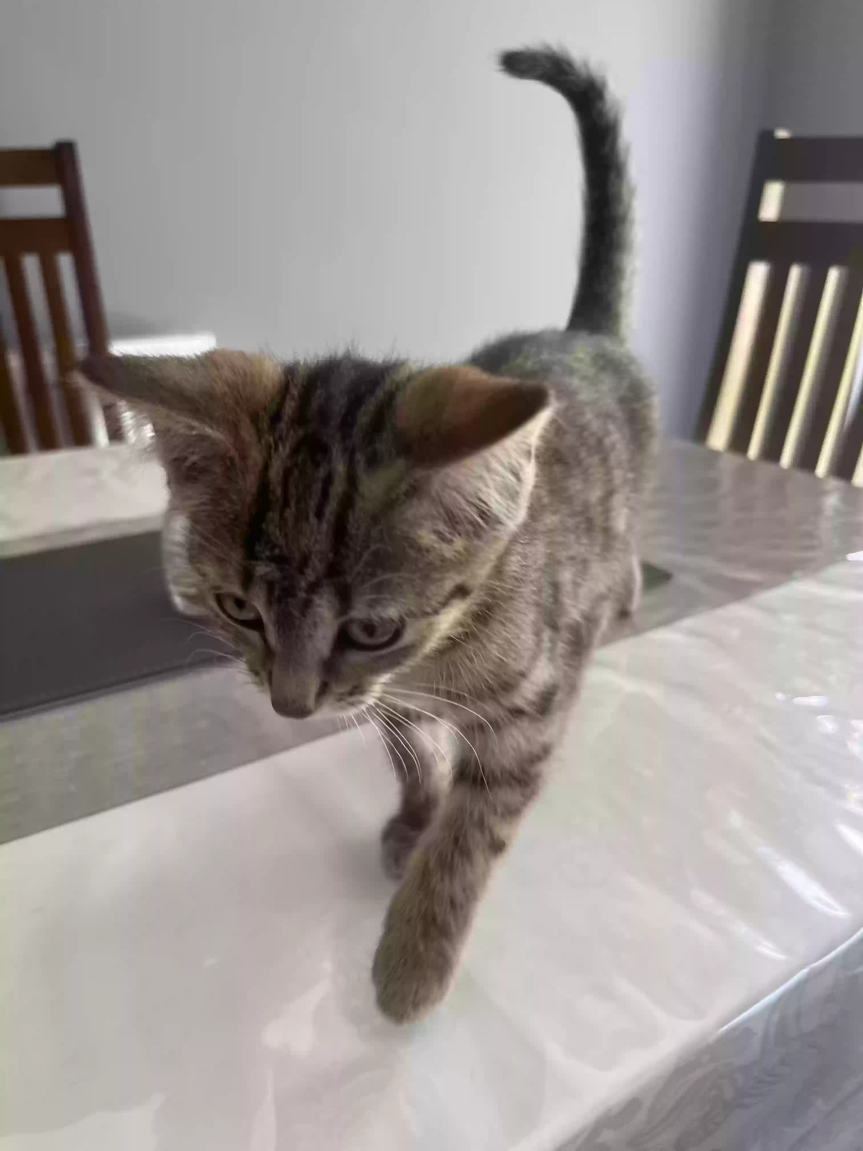 adoptable Cat in London,England named Nyla