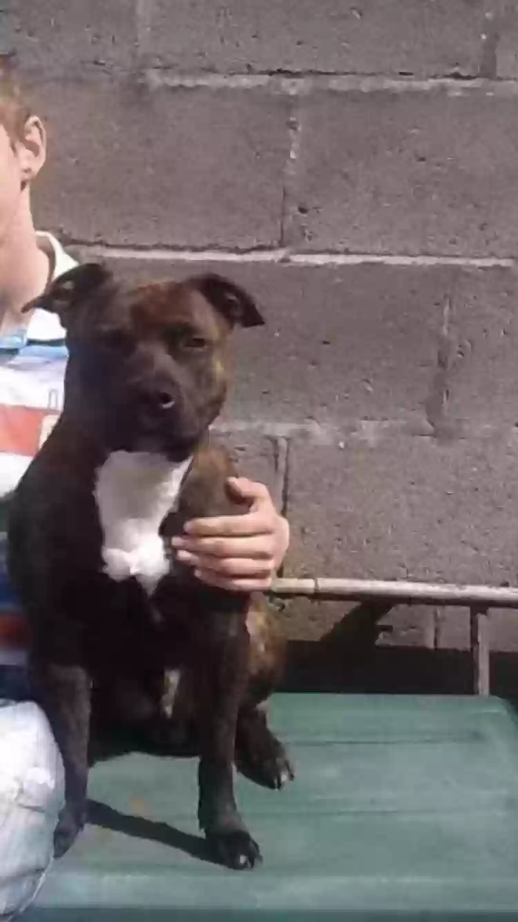 adoptable Dog in Bristol,England named 